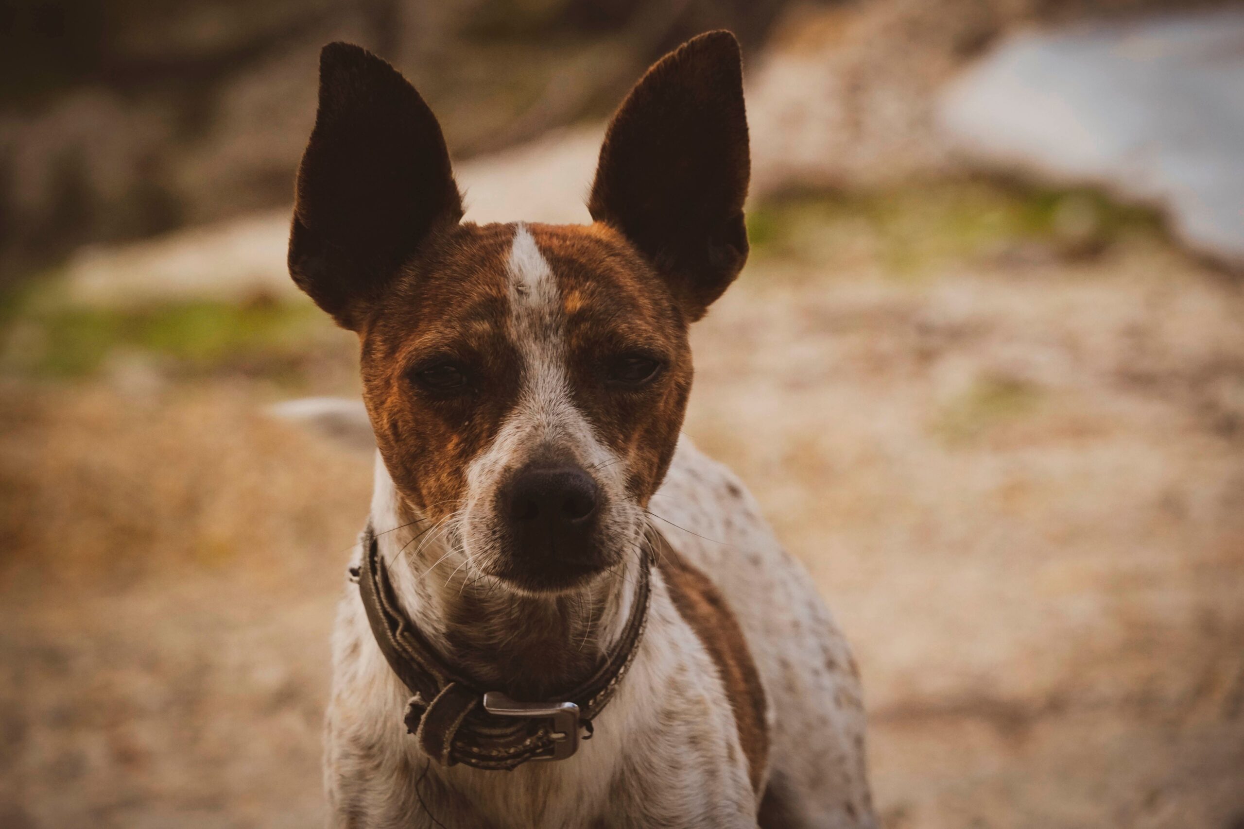 brain tumor in dogs