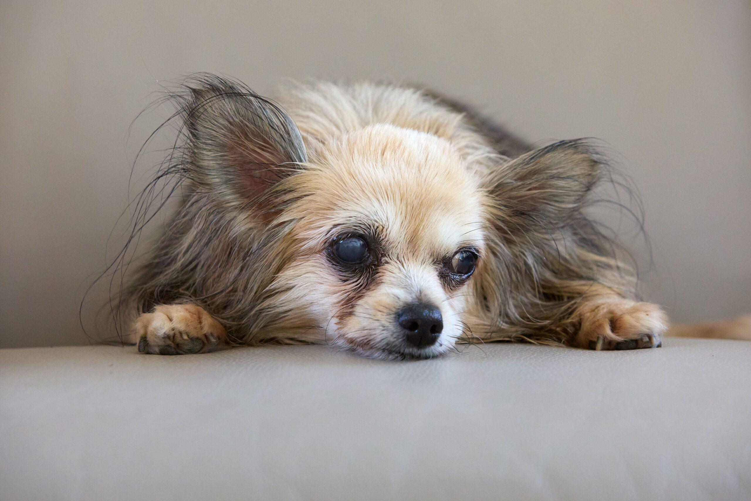 canine cognitive dysfunction