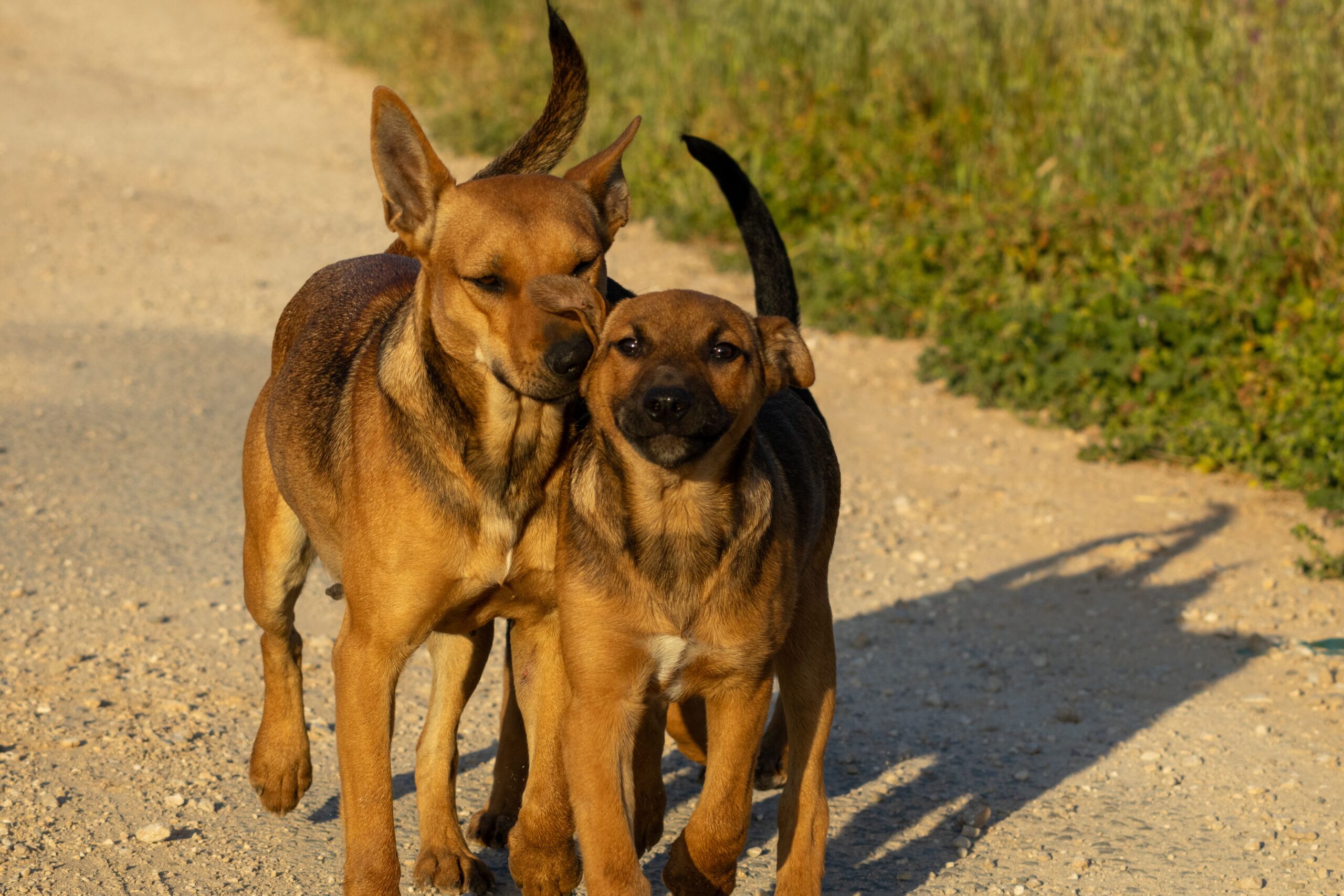 cerebellar hypoplasia in dogs