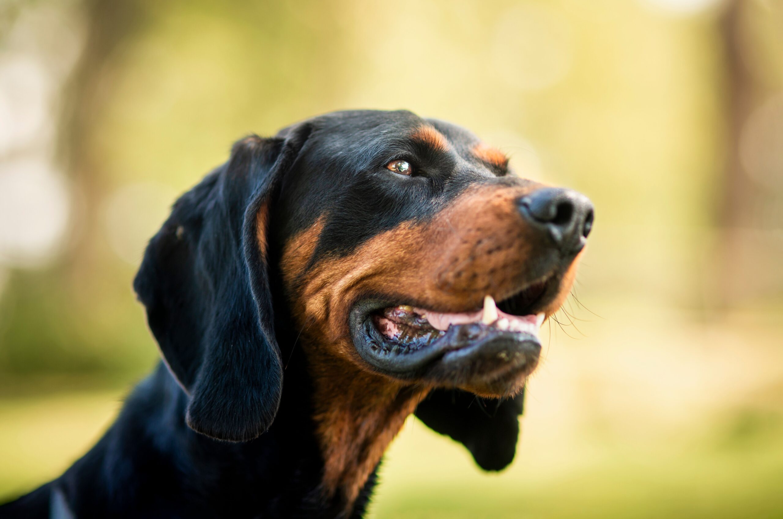 coonhound paralysis