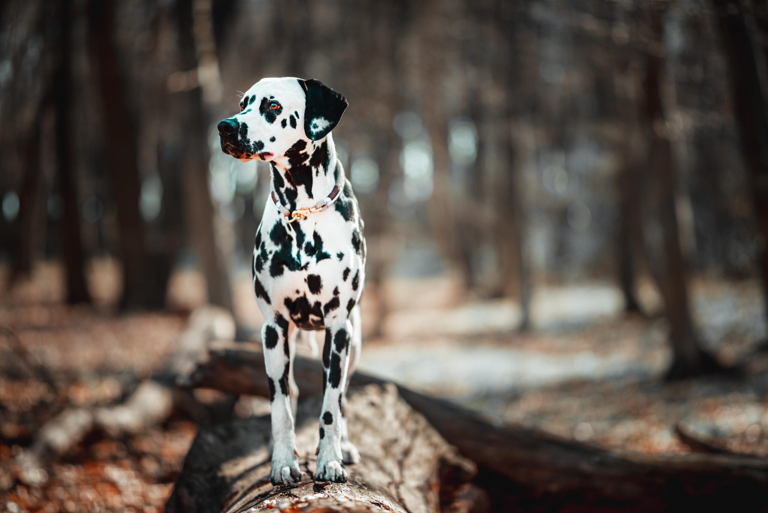 copper storage disease dogs