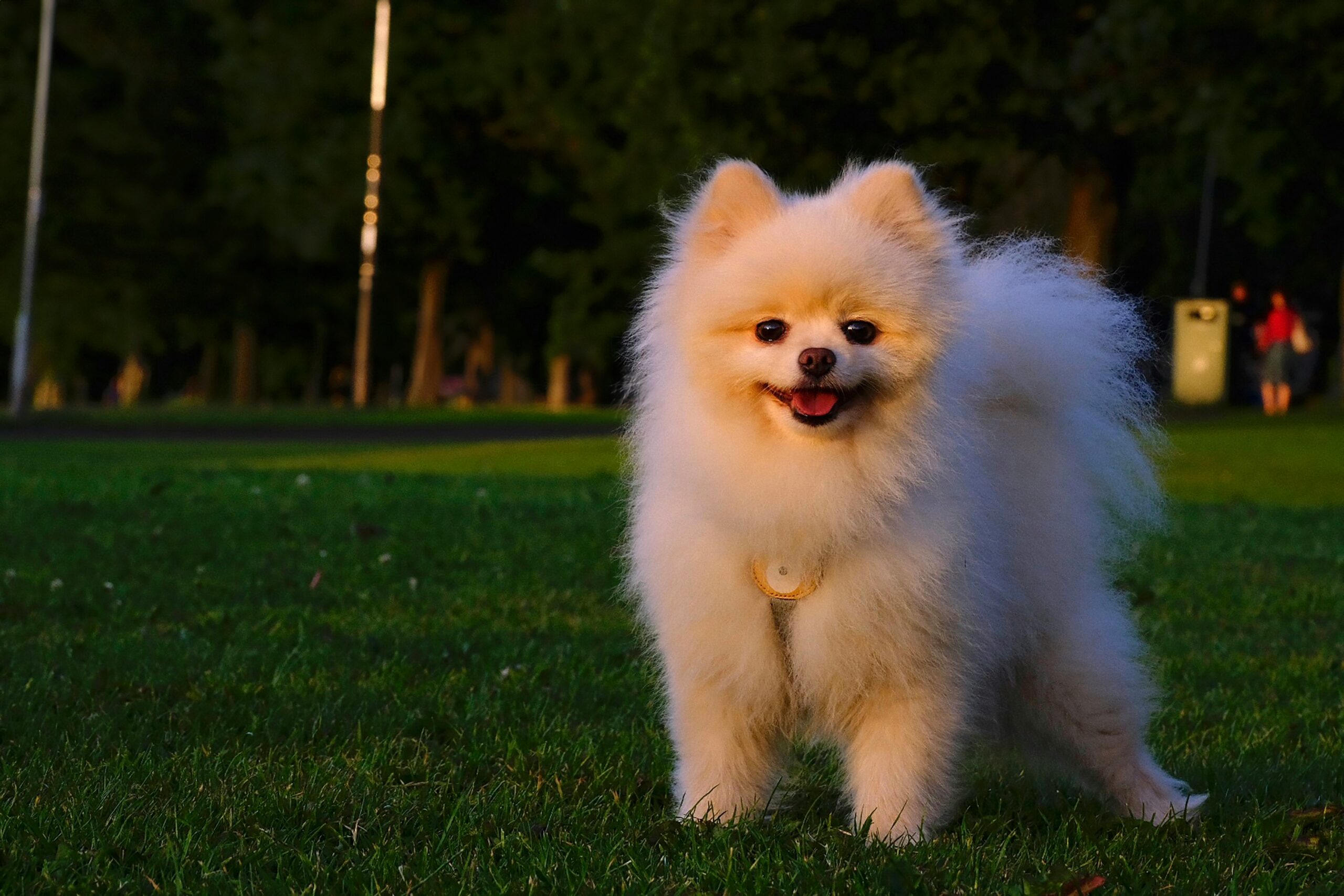 corneal dystrophy dog