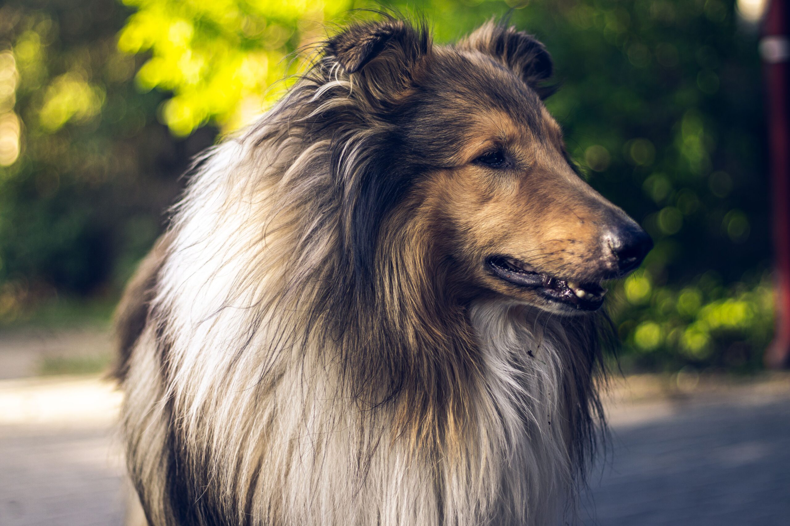 cryptorchid dog