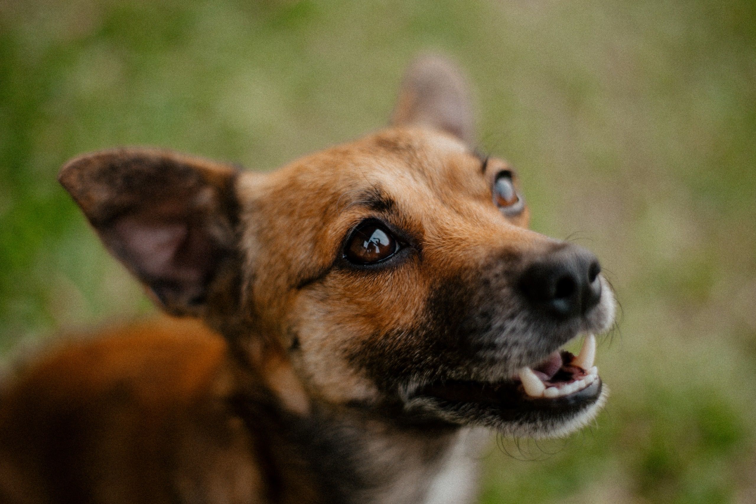 dog mouth cancer