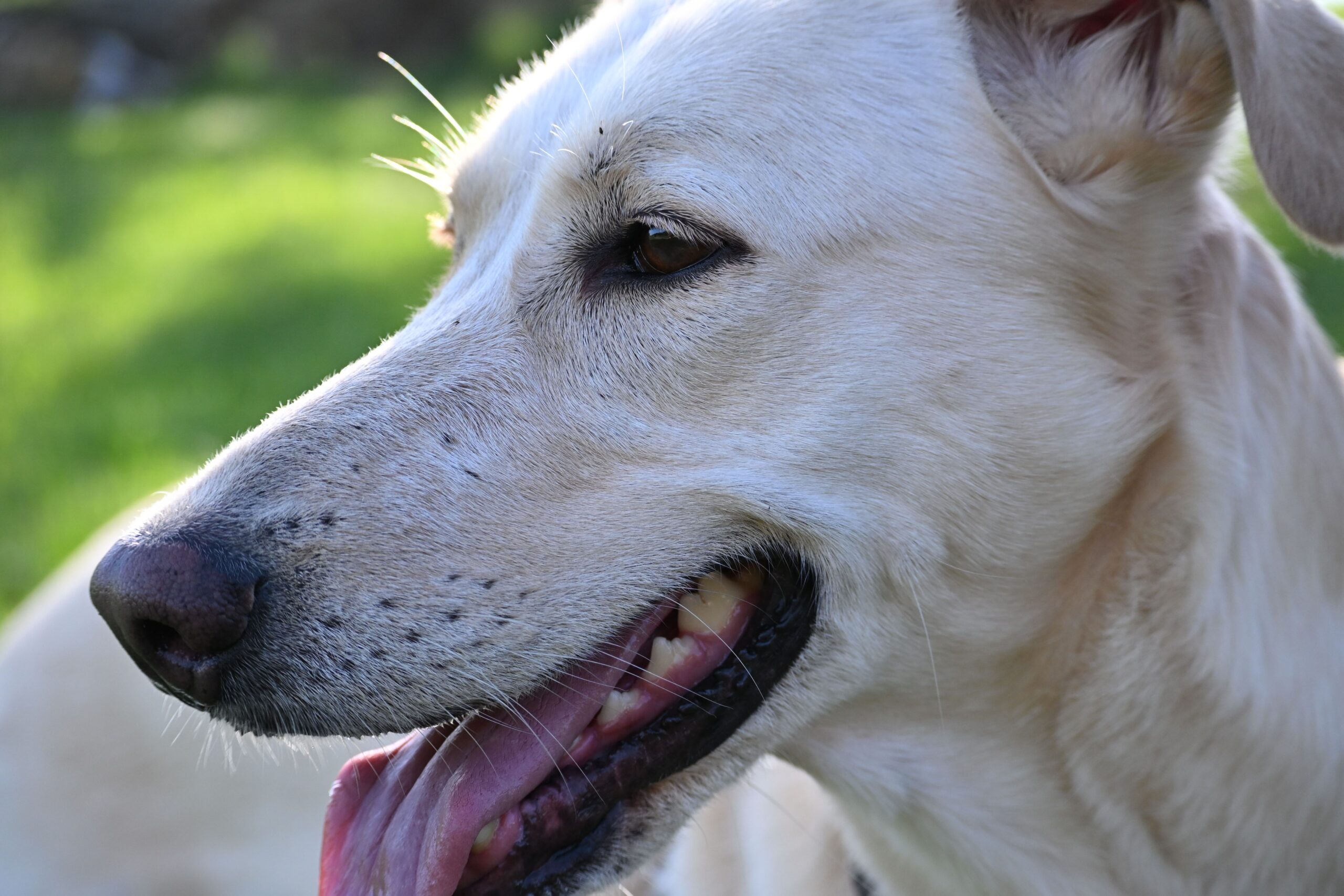 dog tooth abscess