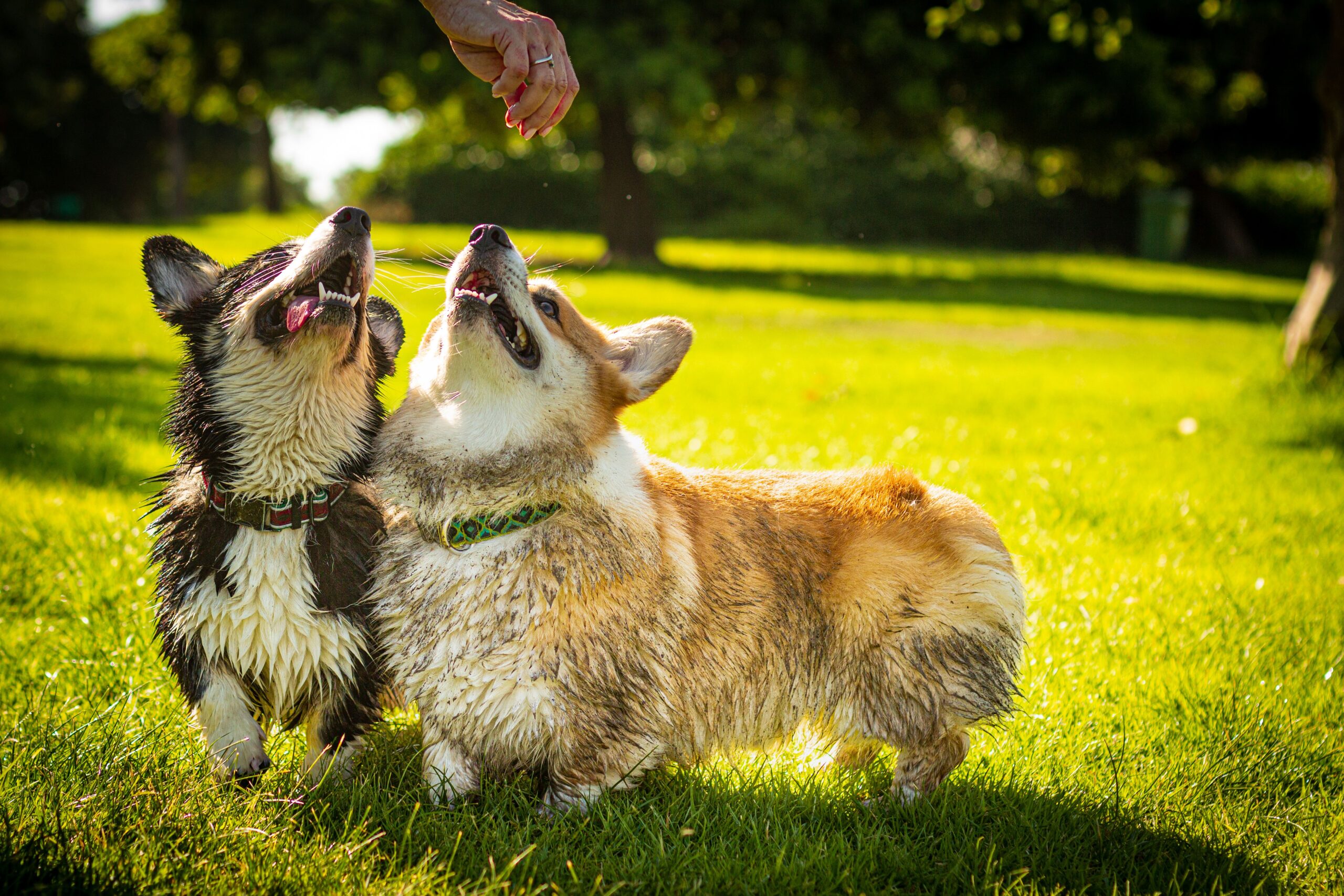 dwarfism in dogs