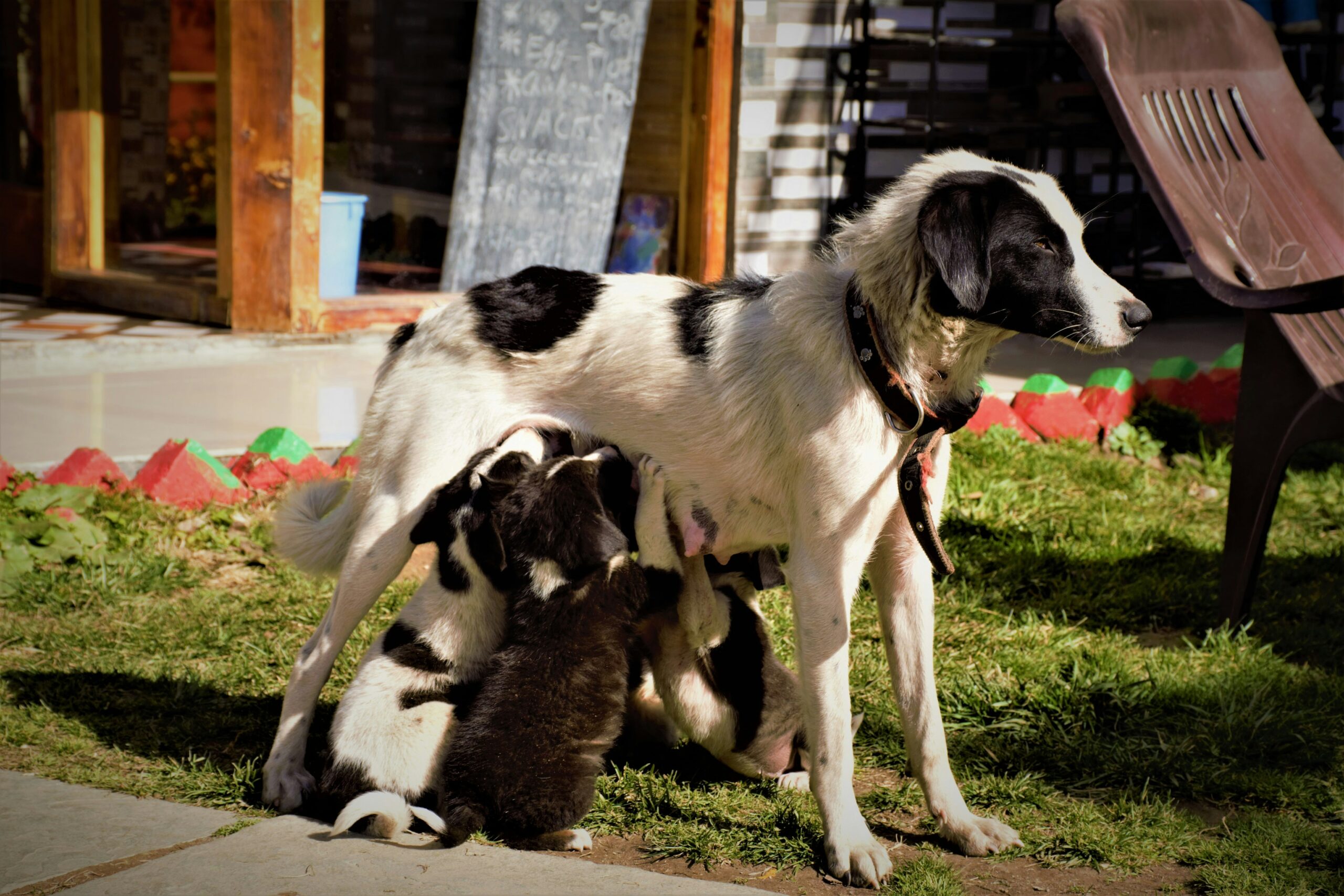dystocia in dogs