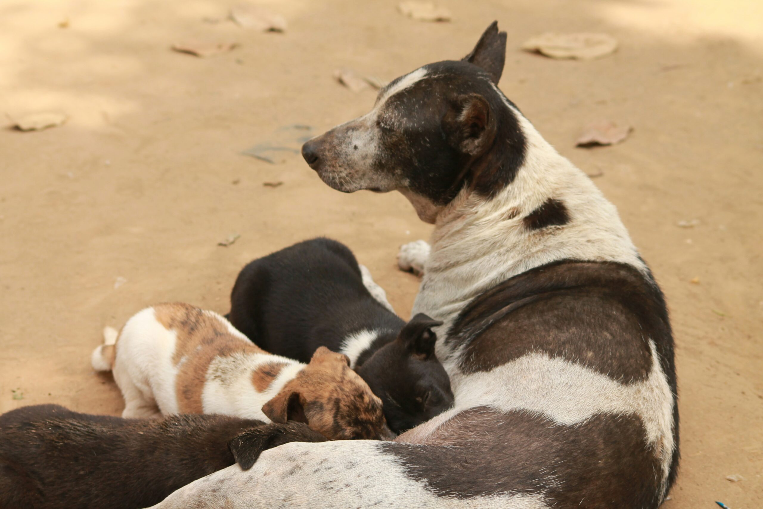 eclampsia in dogs