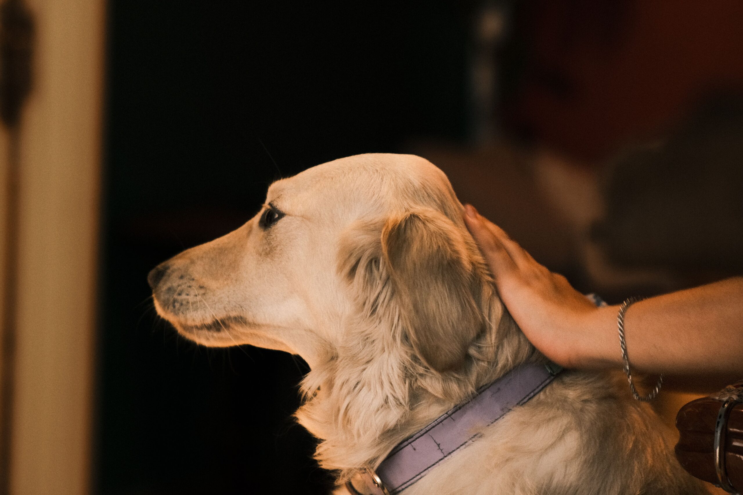 false pregnancy in dogs