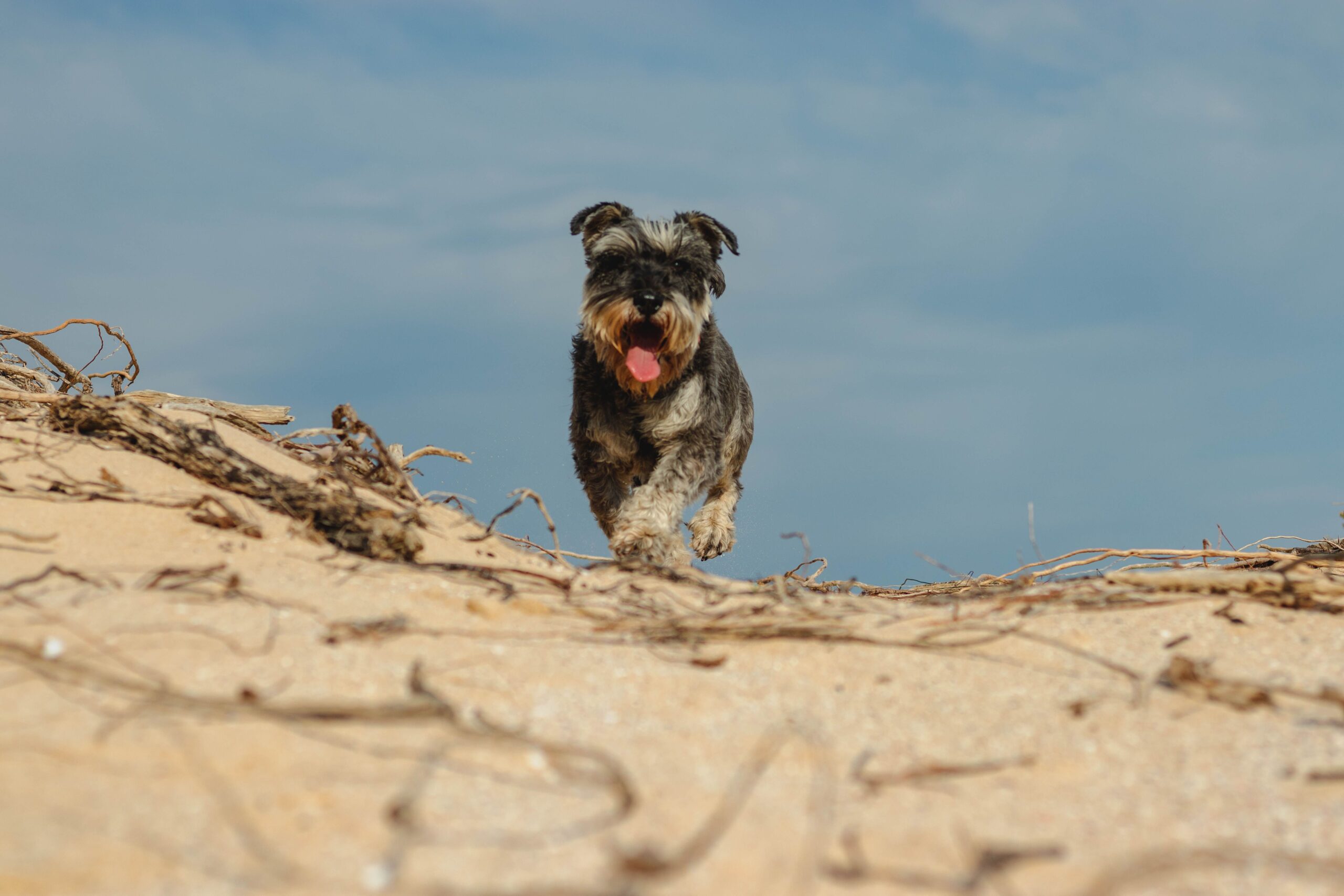 fce in dogs