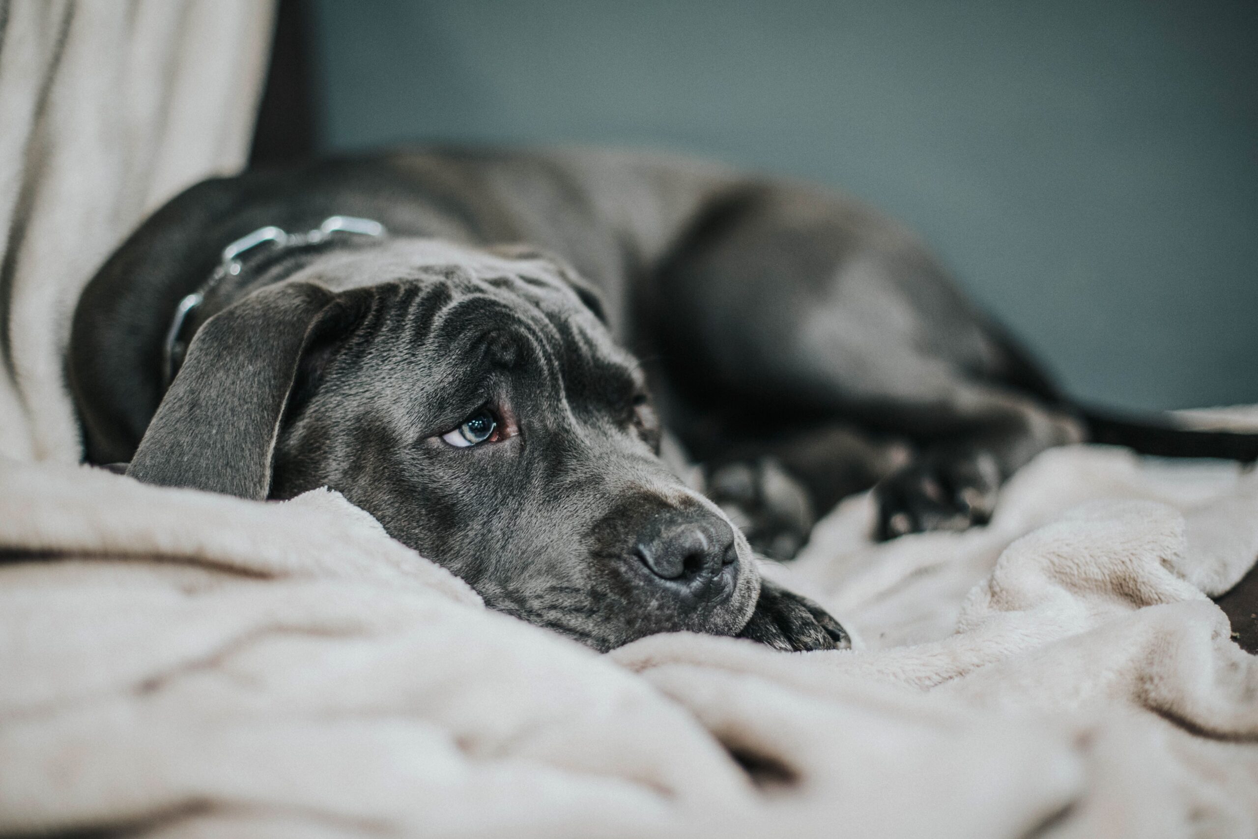gastritis in dogs