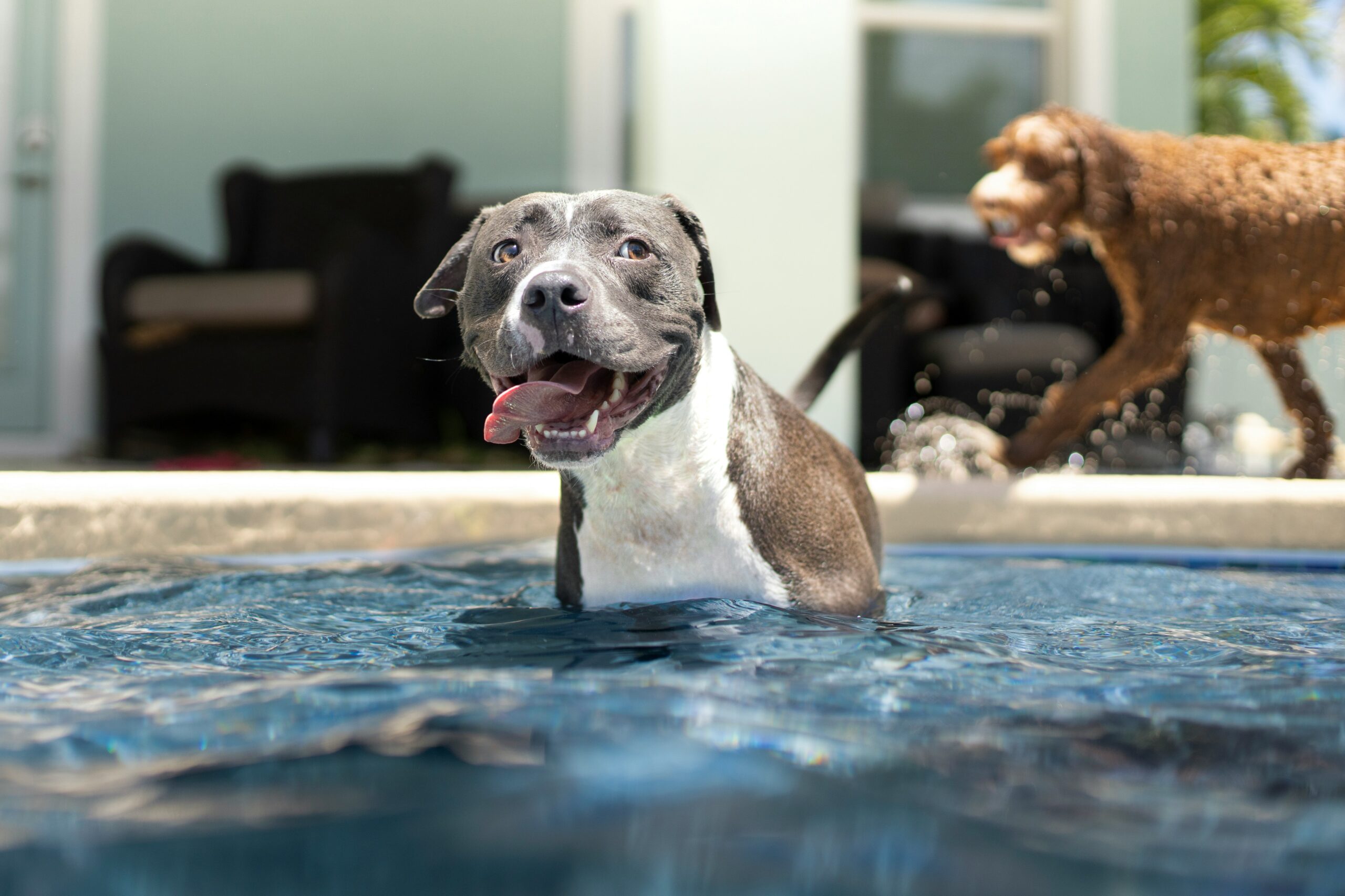 gingival hyperplasia in dogs