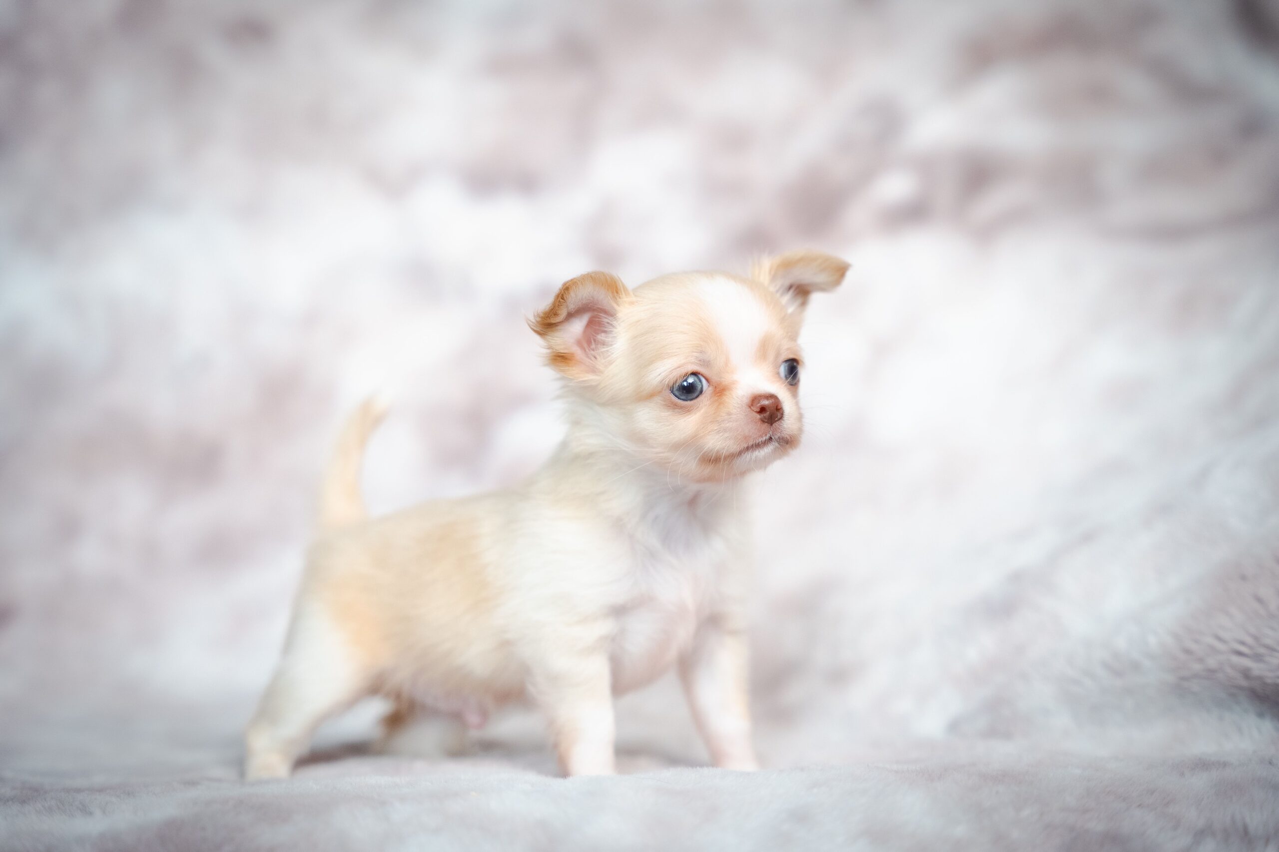 hydrocephalus in dogs