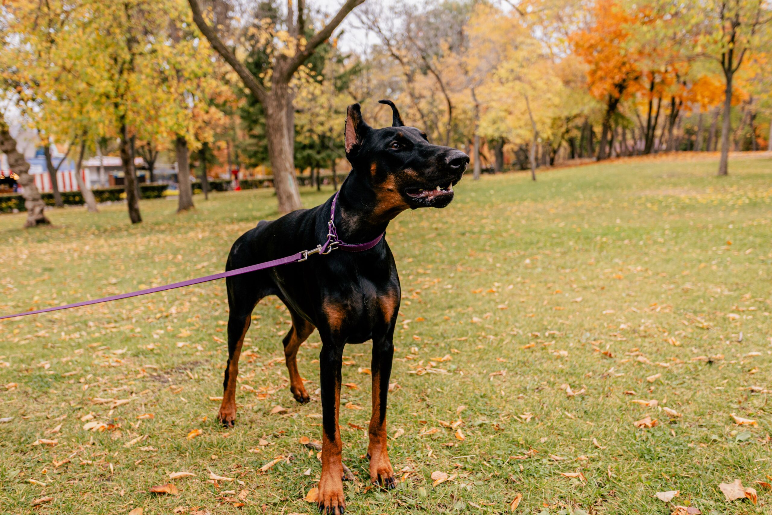 hyperthyroidism in dogs