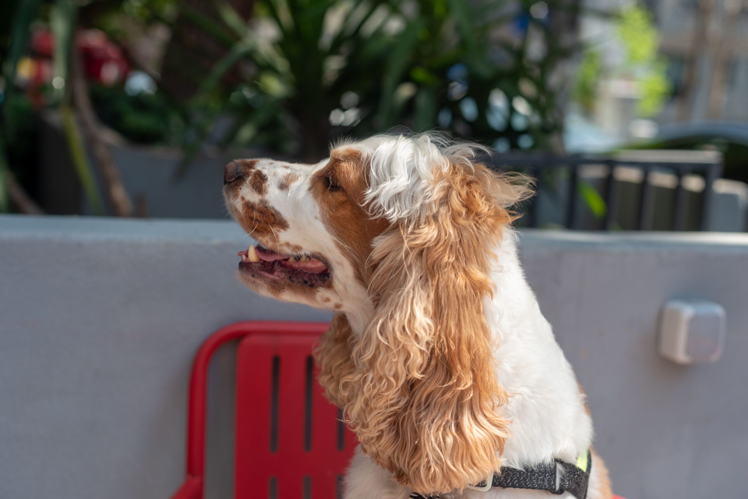 itp in dogs