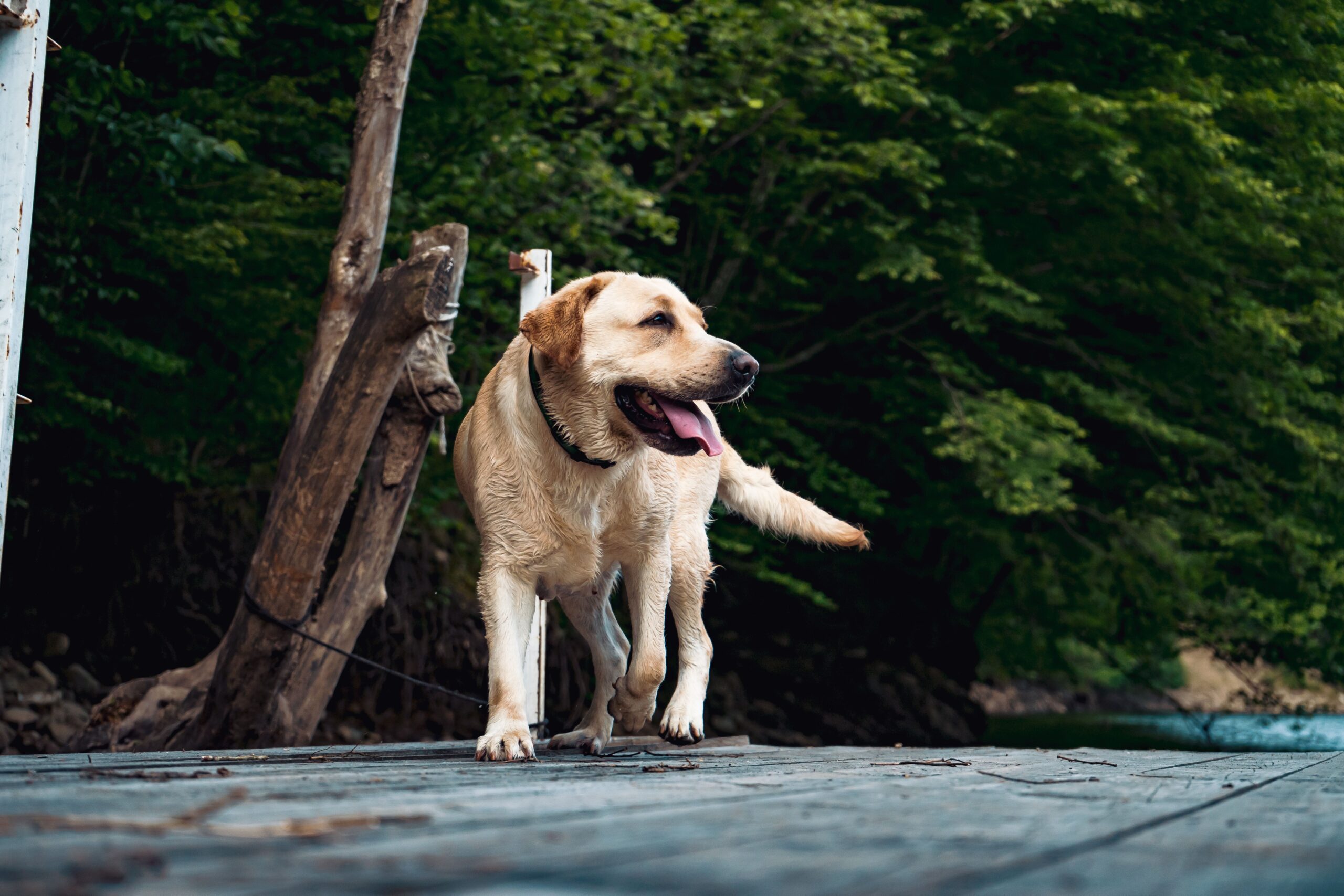 laryngeal paralysis in dogs