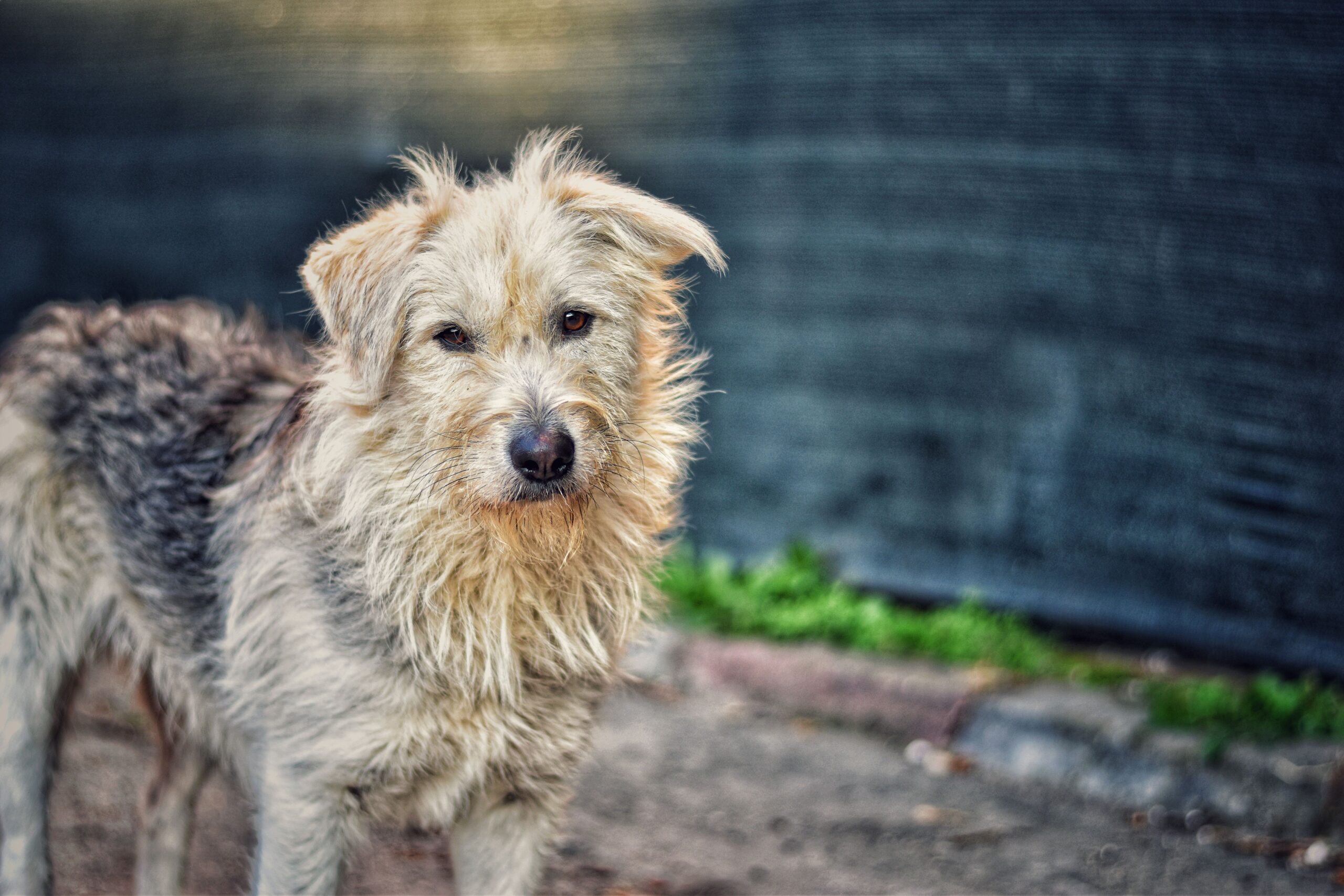 lupus in dogs