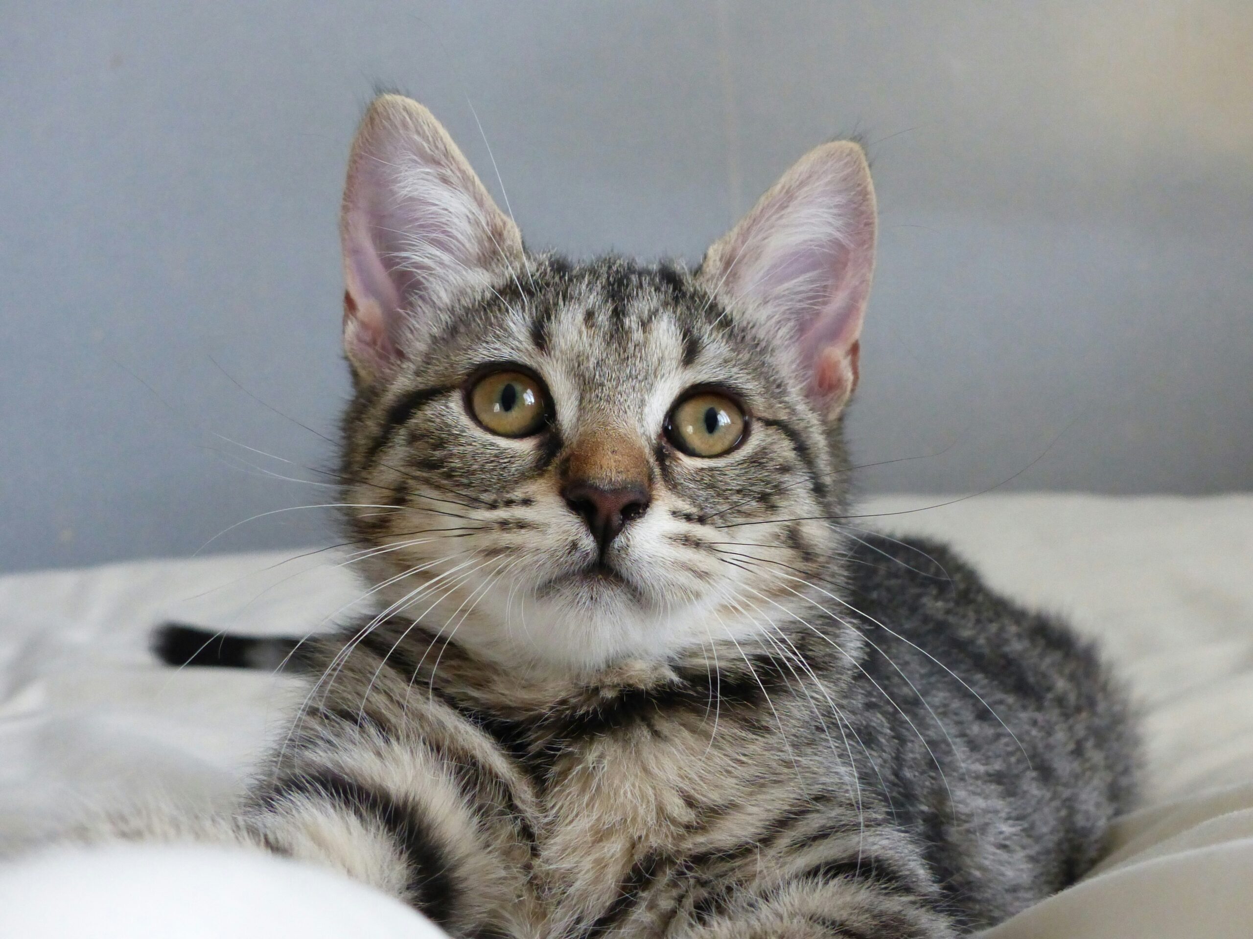 pancreatitis in cats