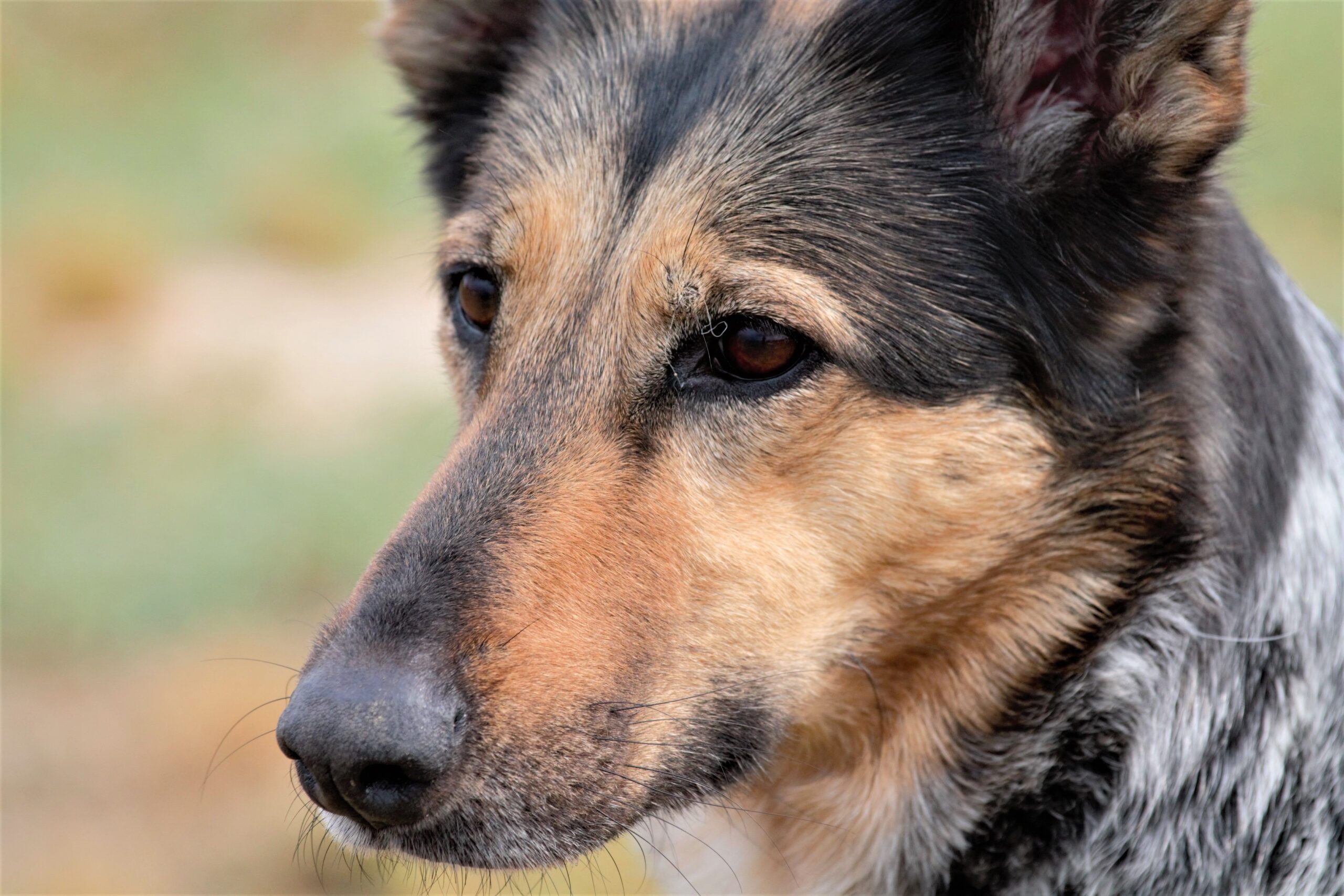 panosteitis dog