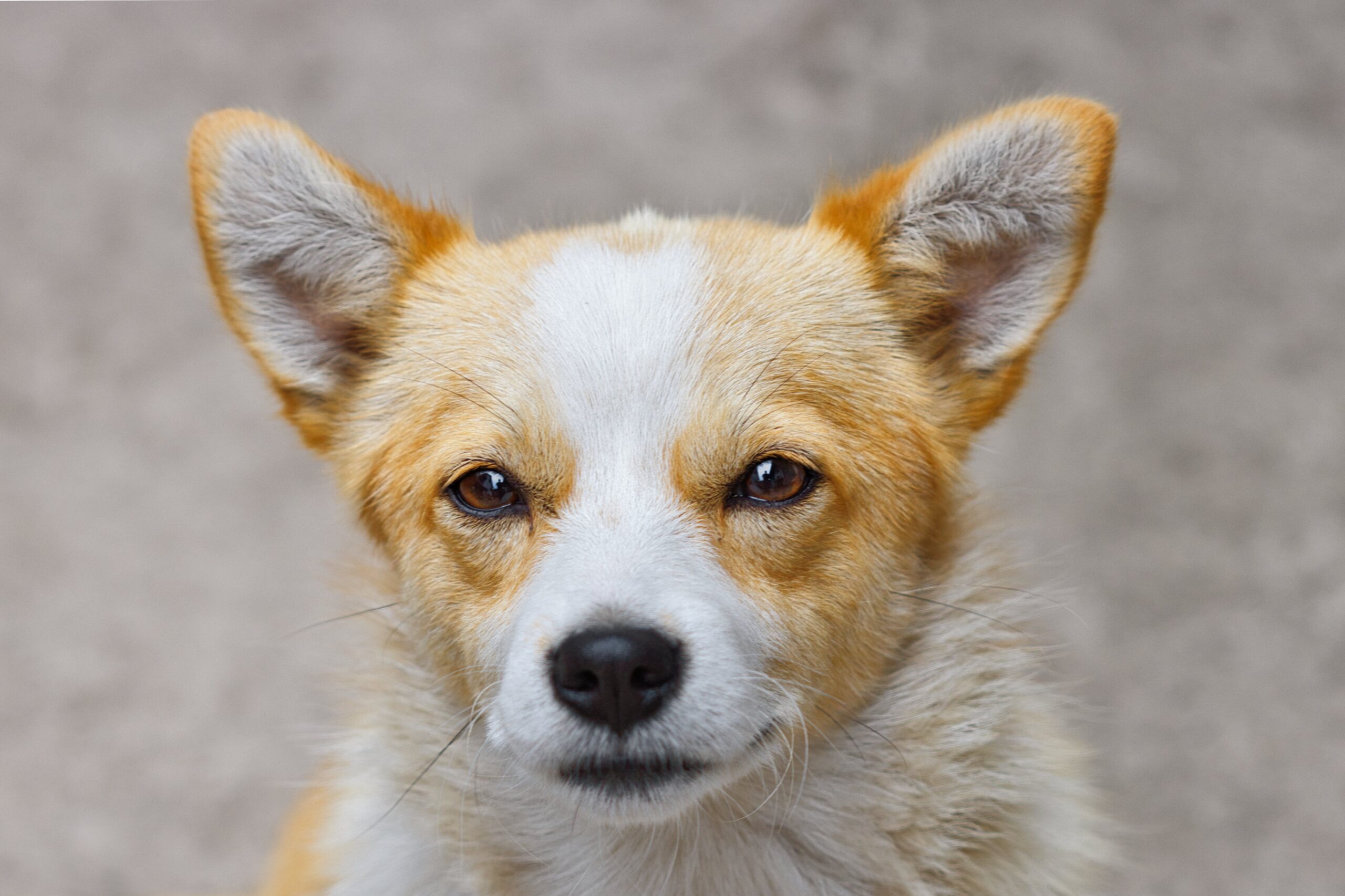 pemphigus foliaceus dog