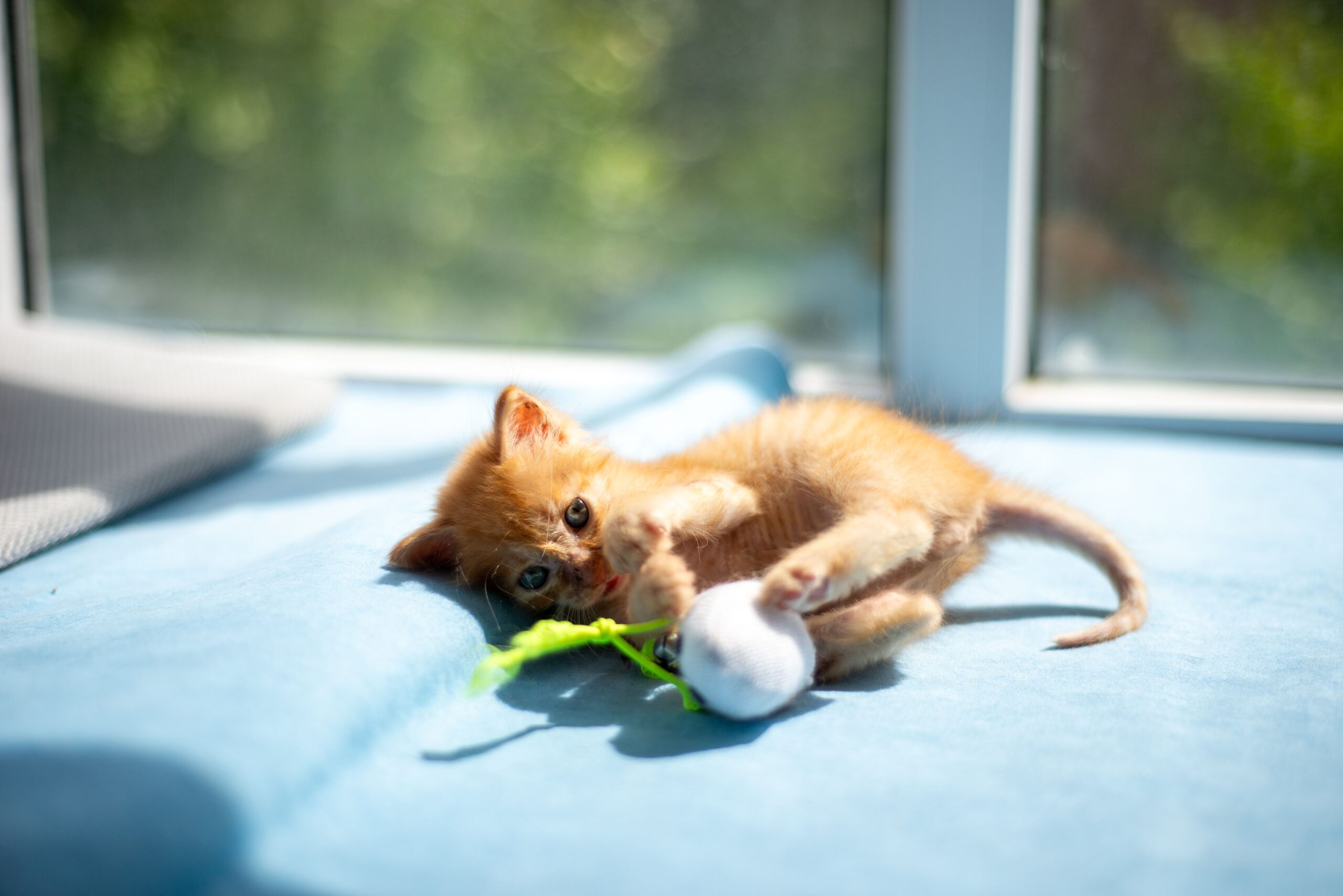 pica in cats