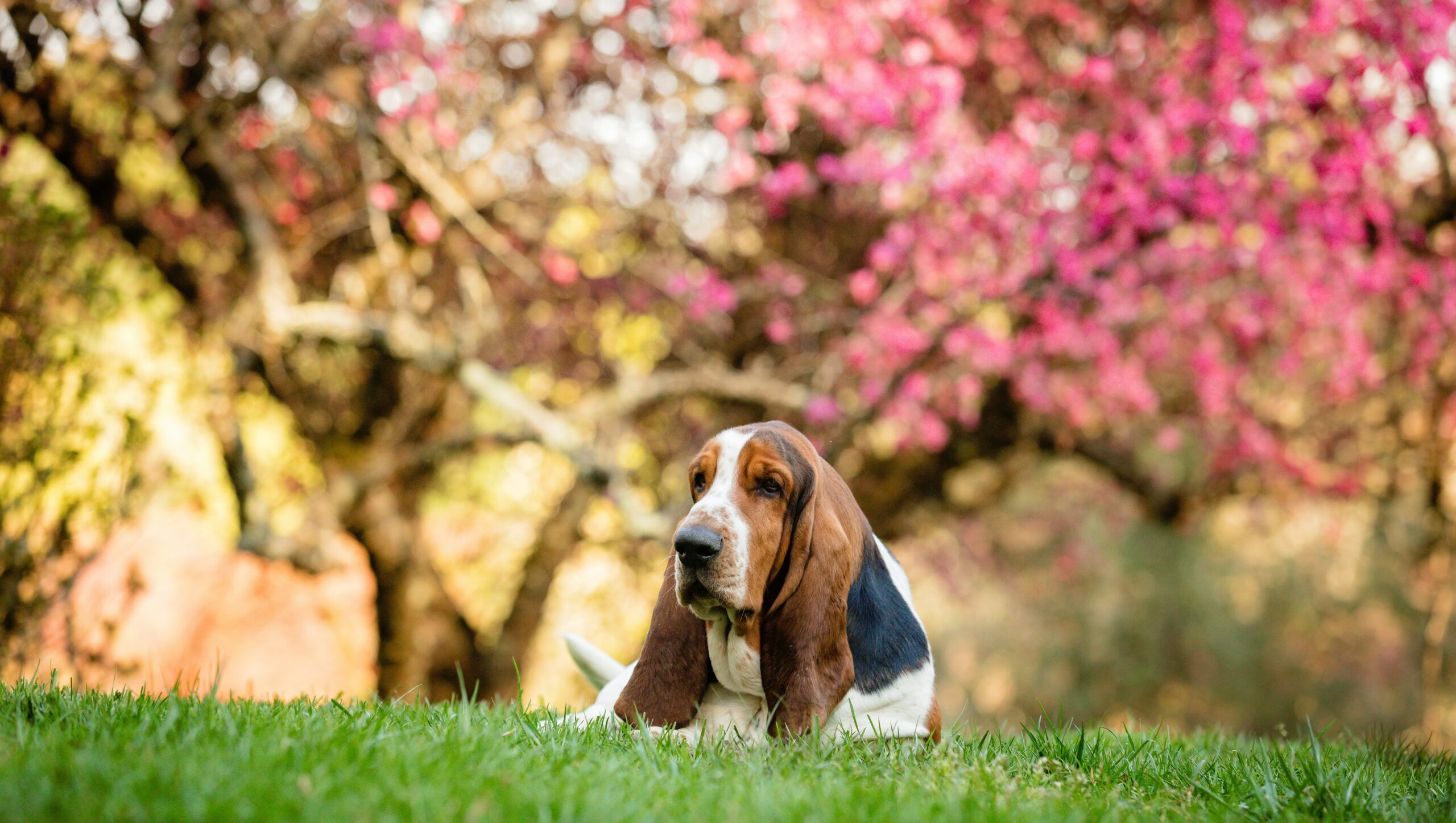 sepsis in dogs
