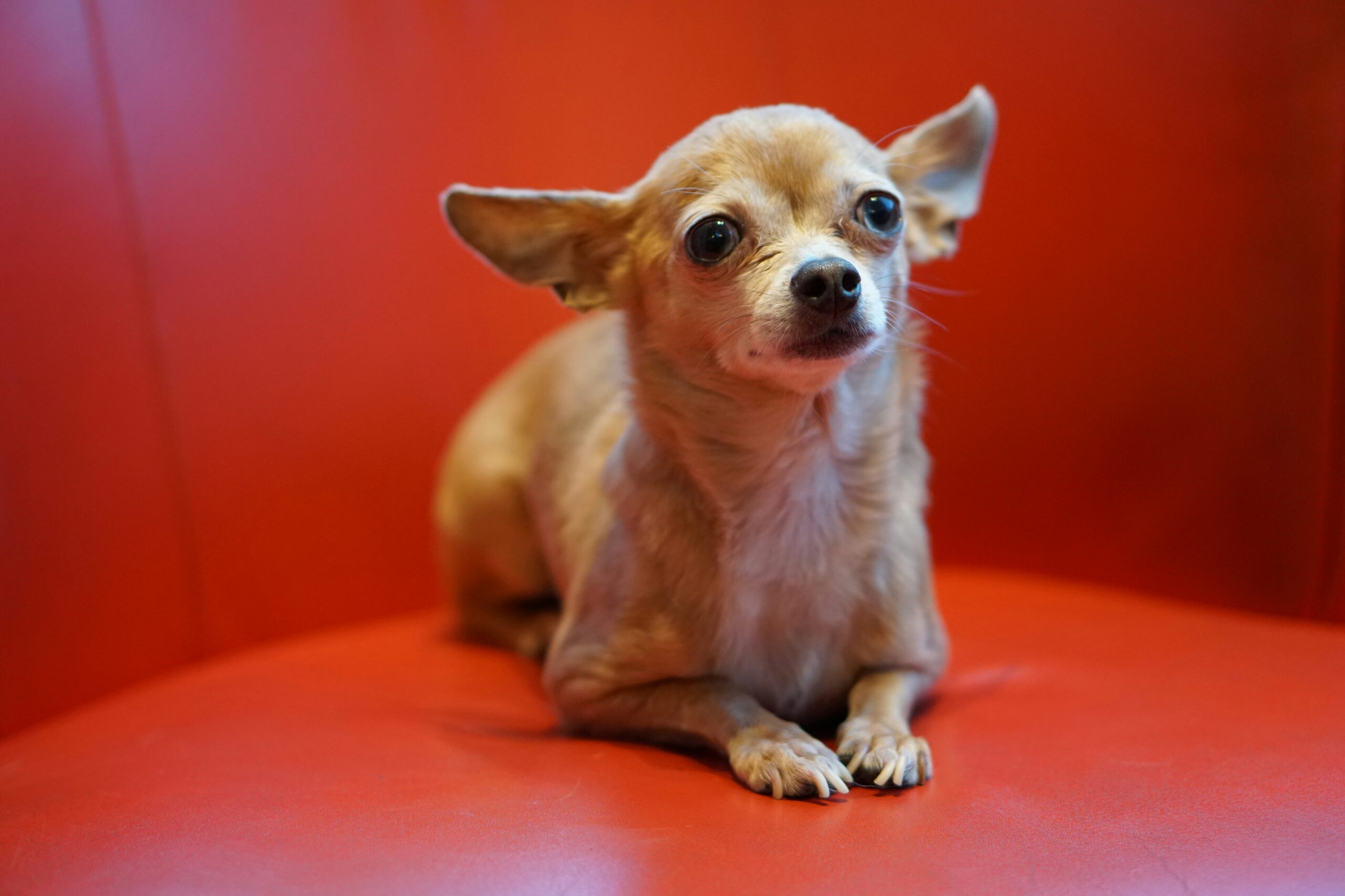 serotonin syndrome in dogs