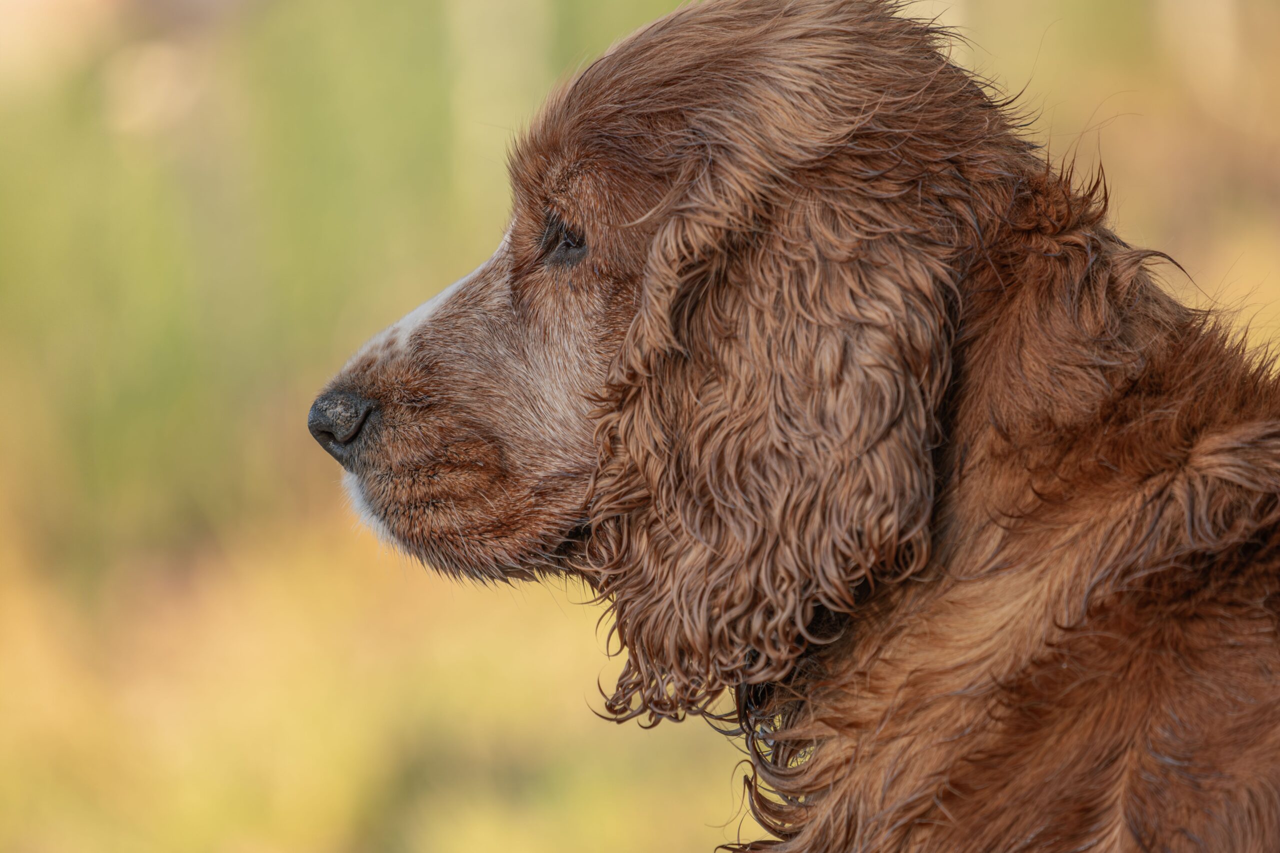 spondylosis in dogs