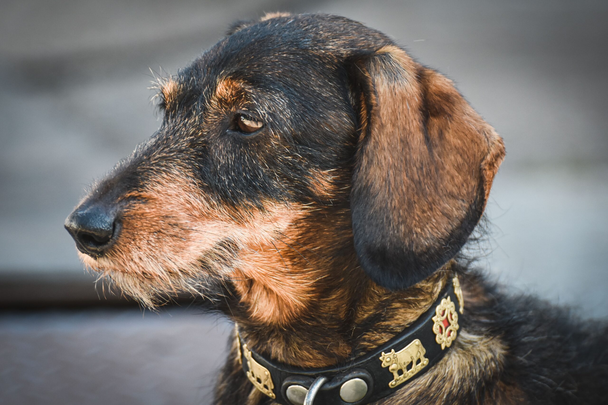 stroke in dogs