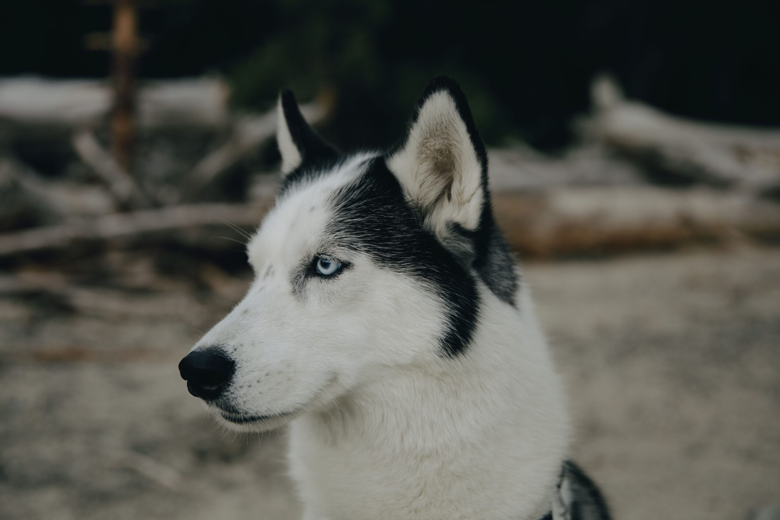 umbilical hernia in dogs