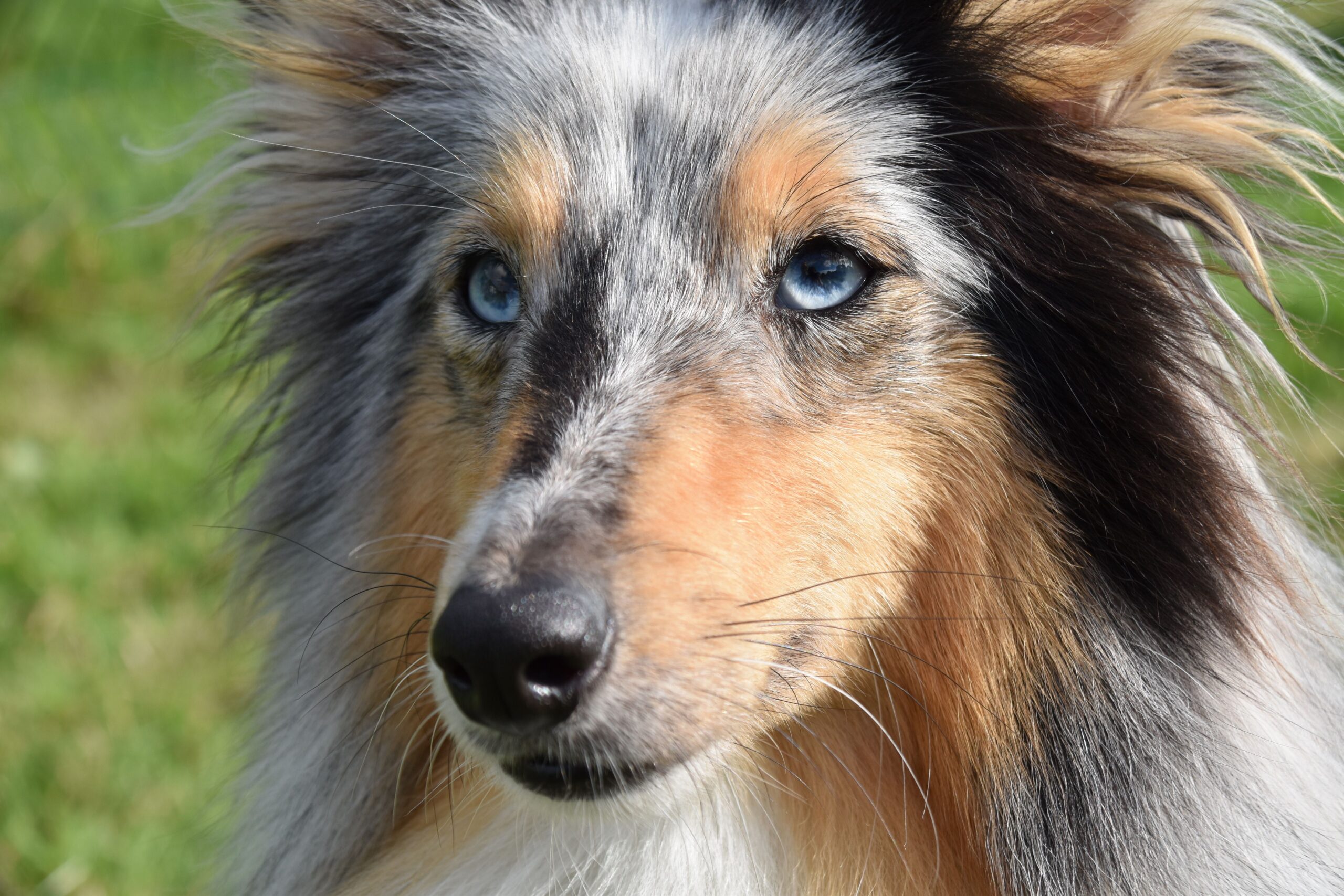 uveitis in dogs