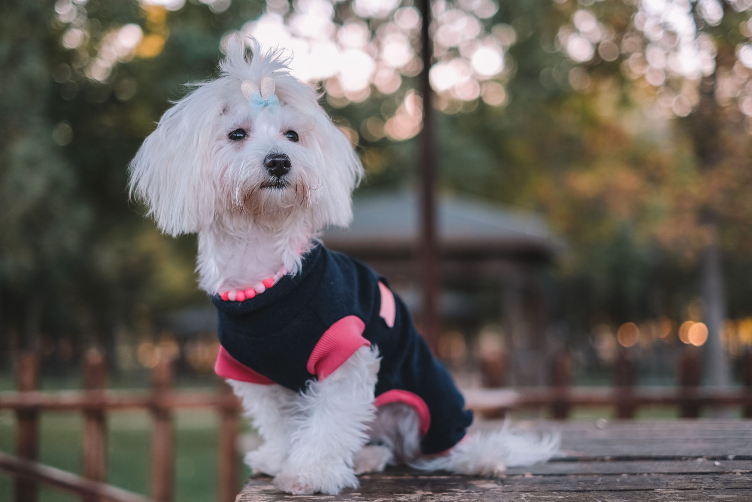 vaginitis in dogs