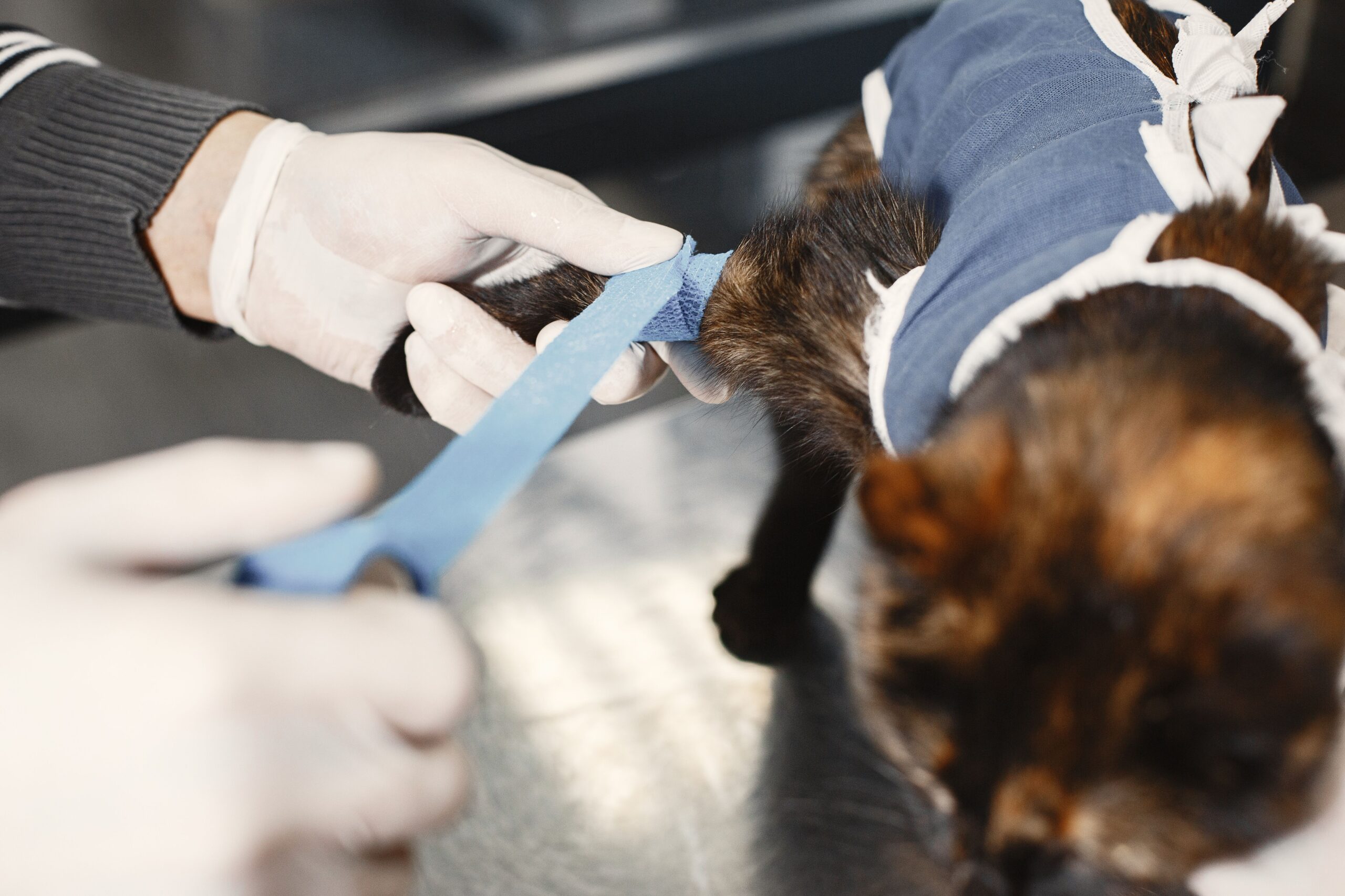 what does a veterinary technician do