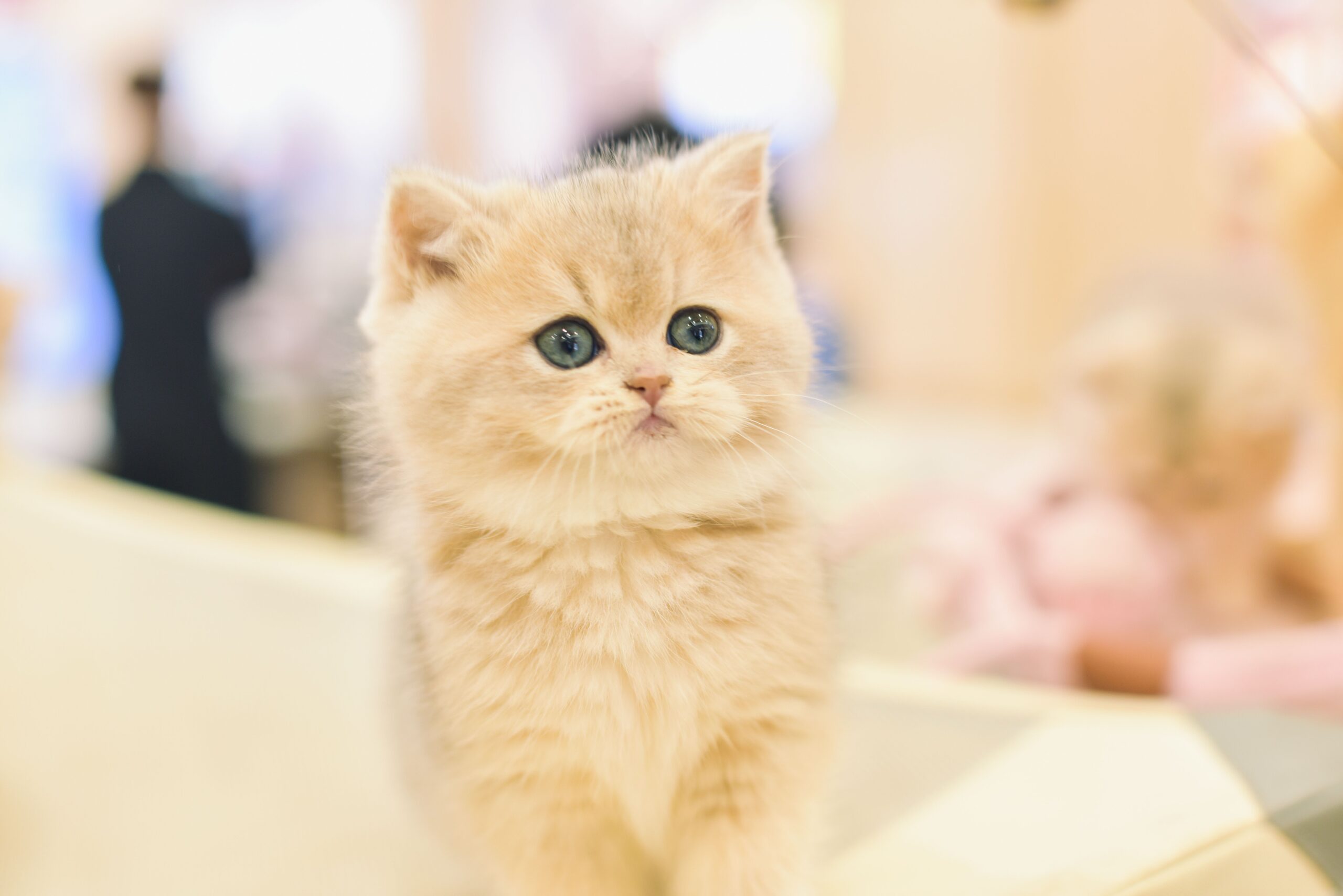 cerebellar hypoplasia in cats