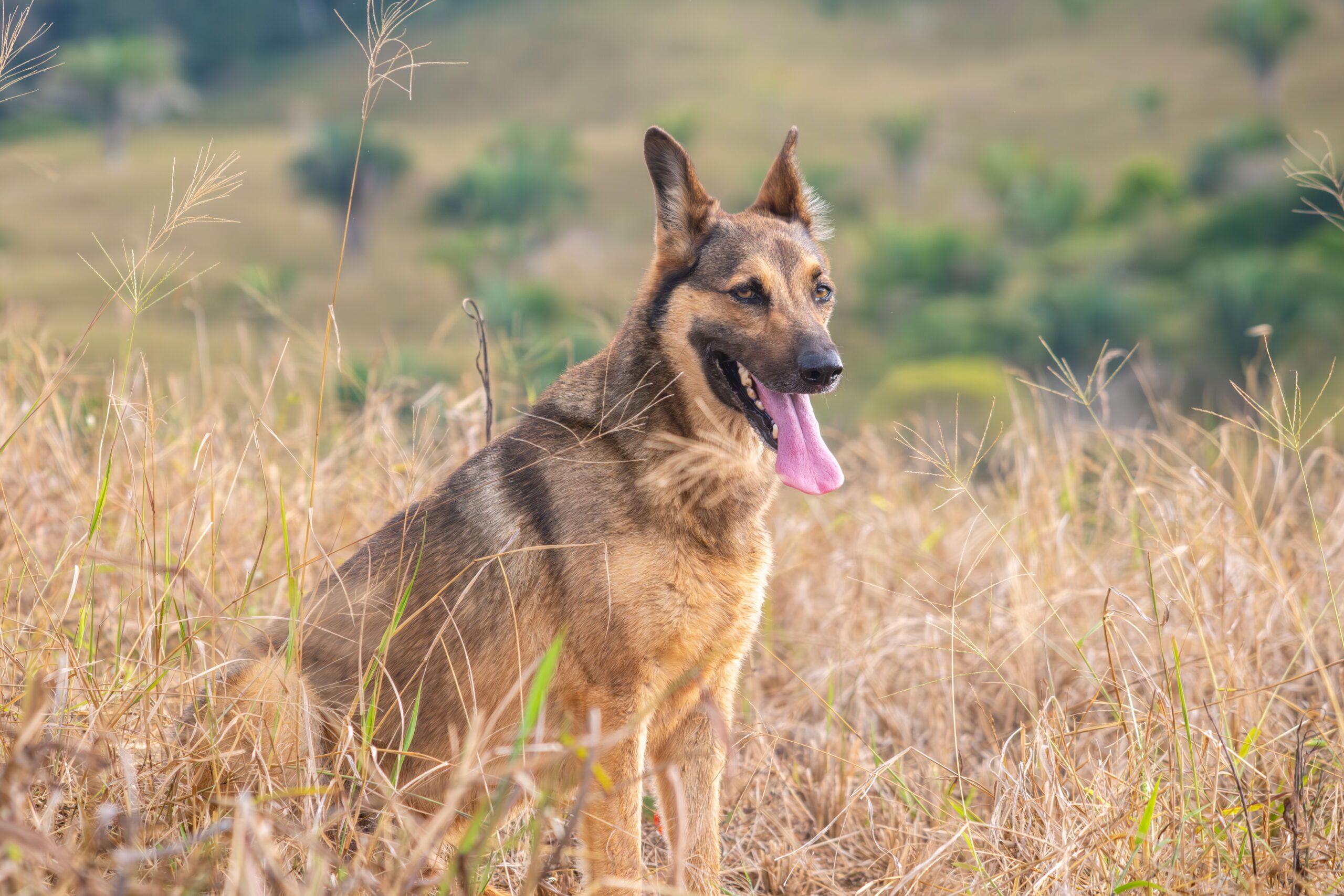 cholangiohepatitis in dogs