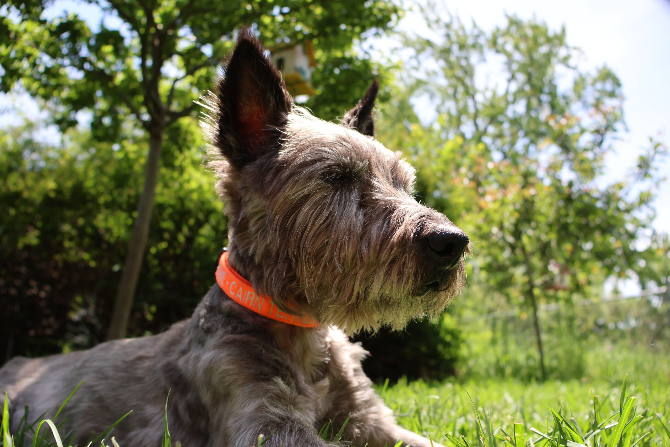 cholestasis in dogs