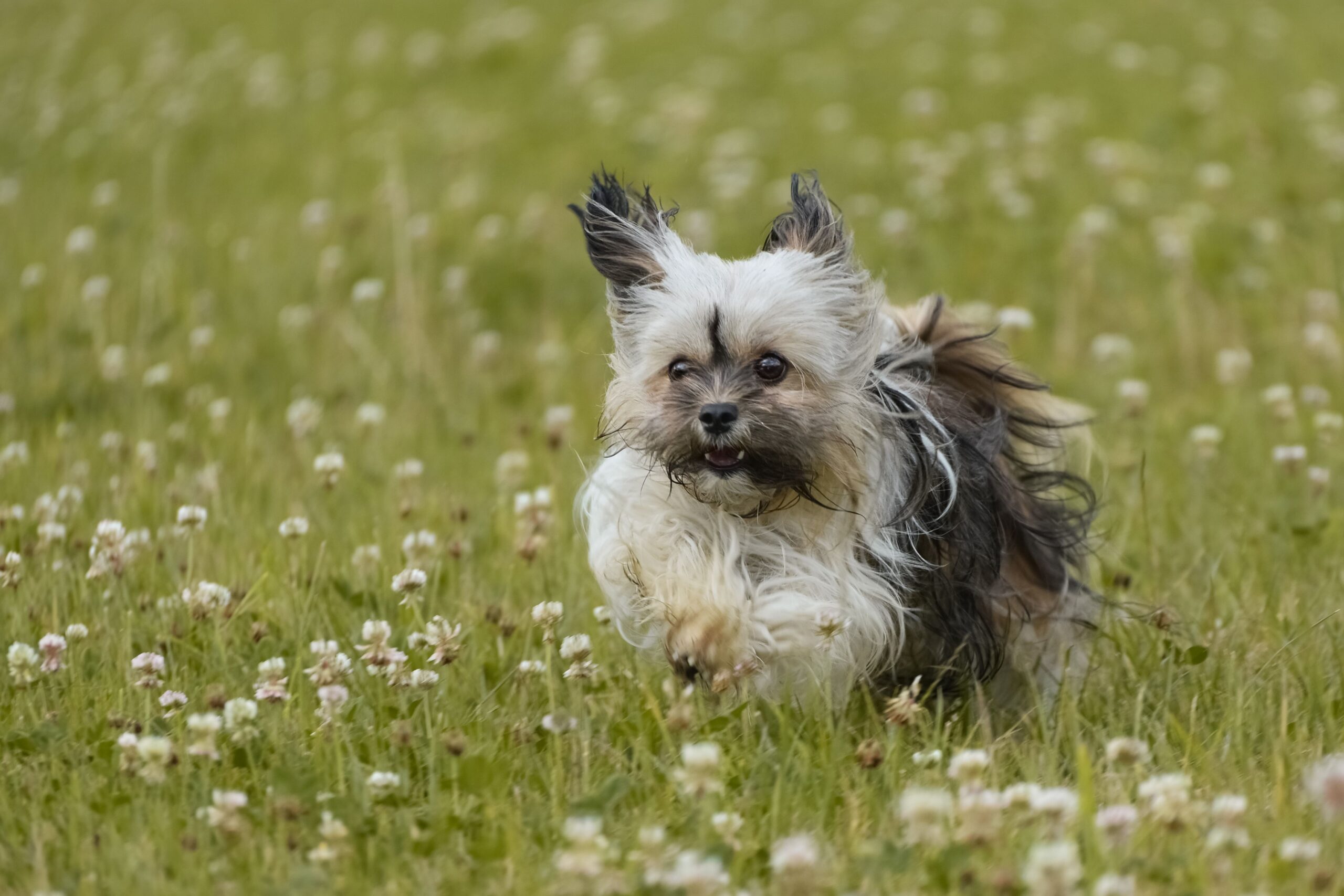 chylothorax in dogs