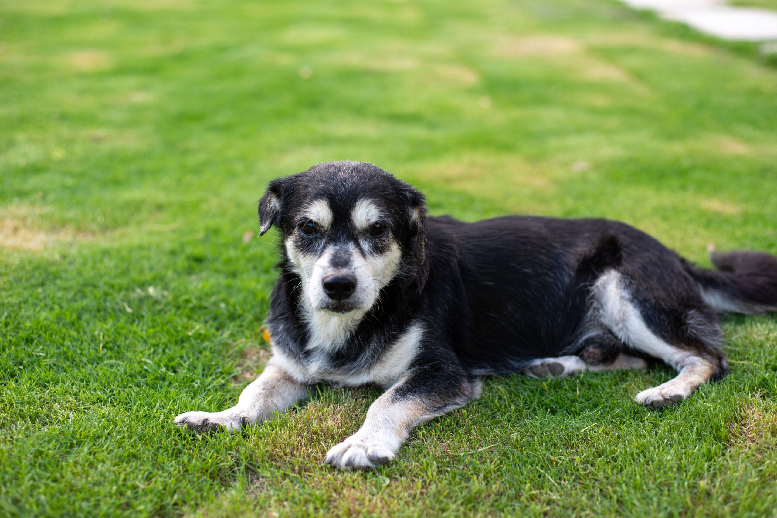 copd in dogs
