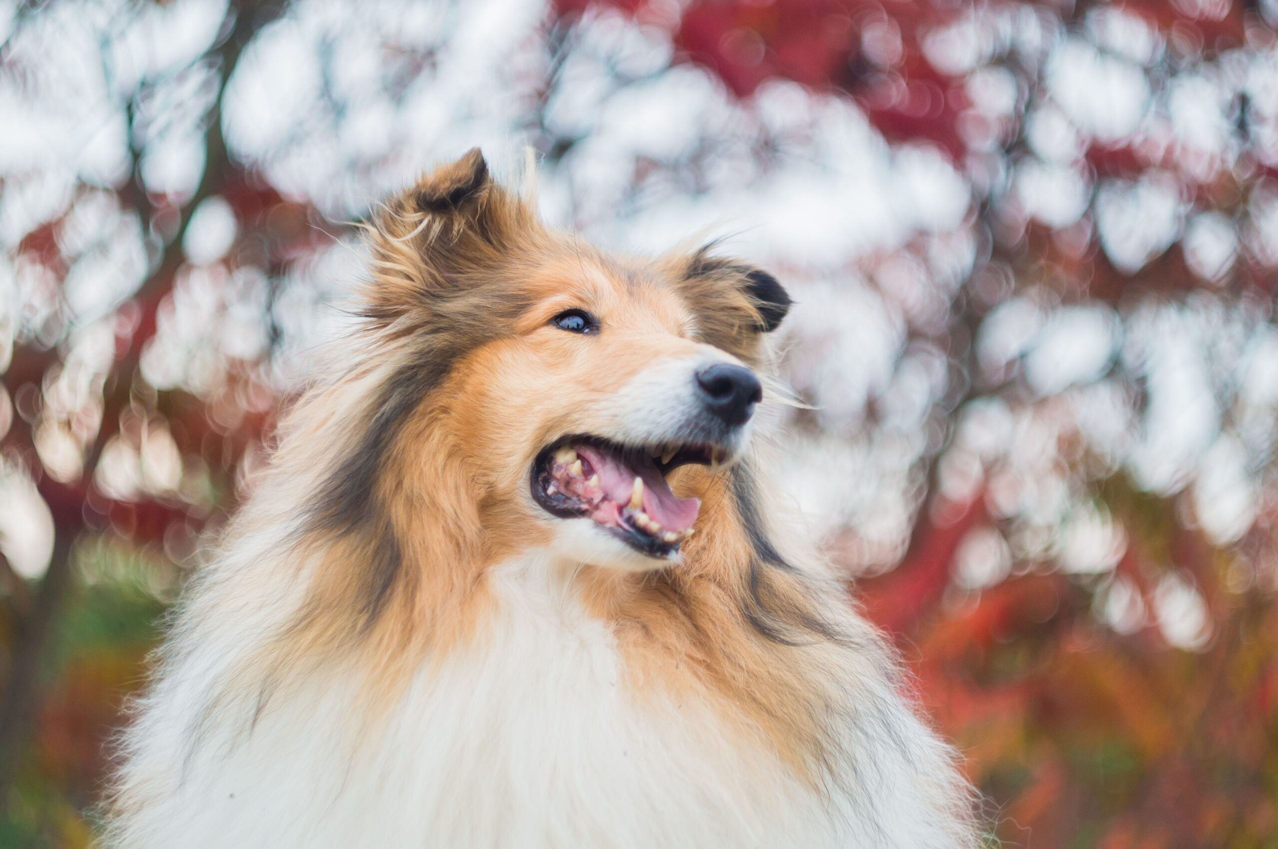 dog salivary gland cancer