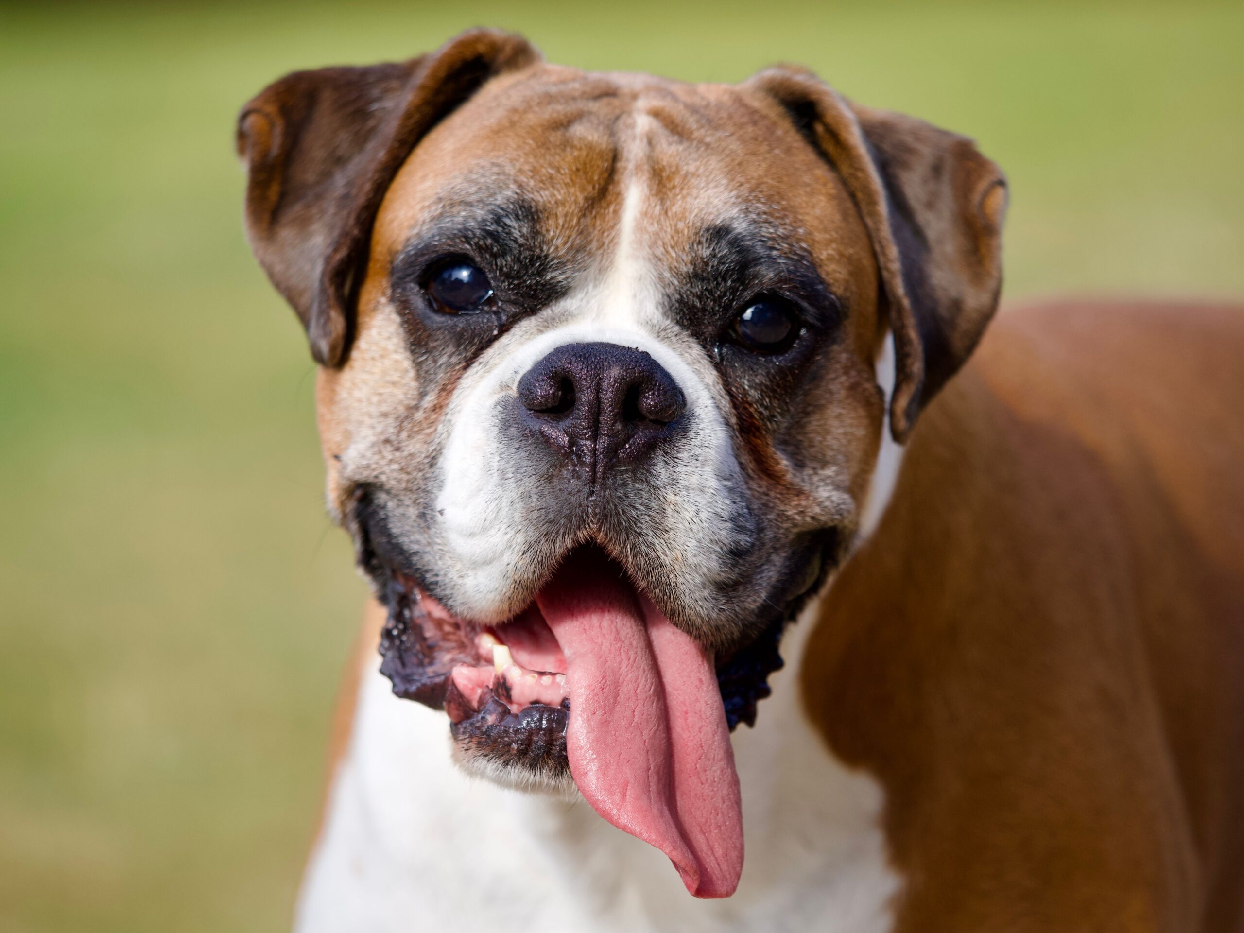 dog tongue cancer