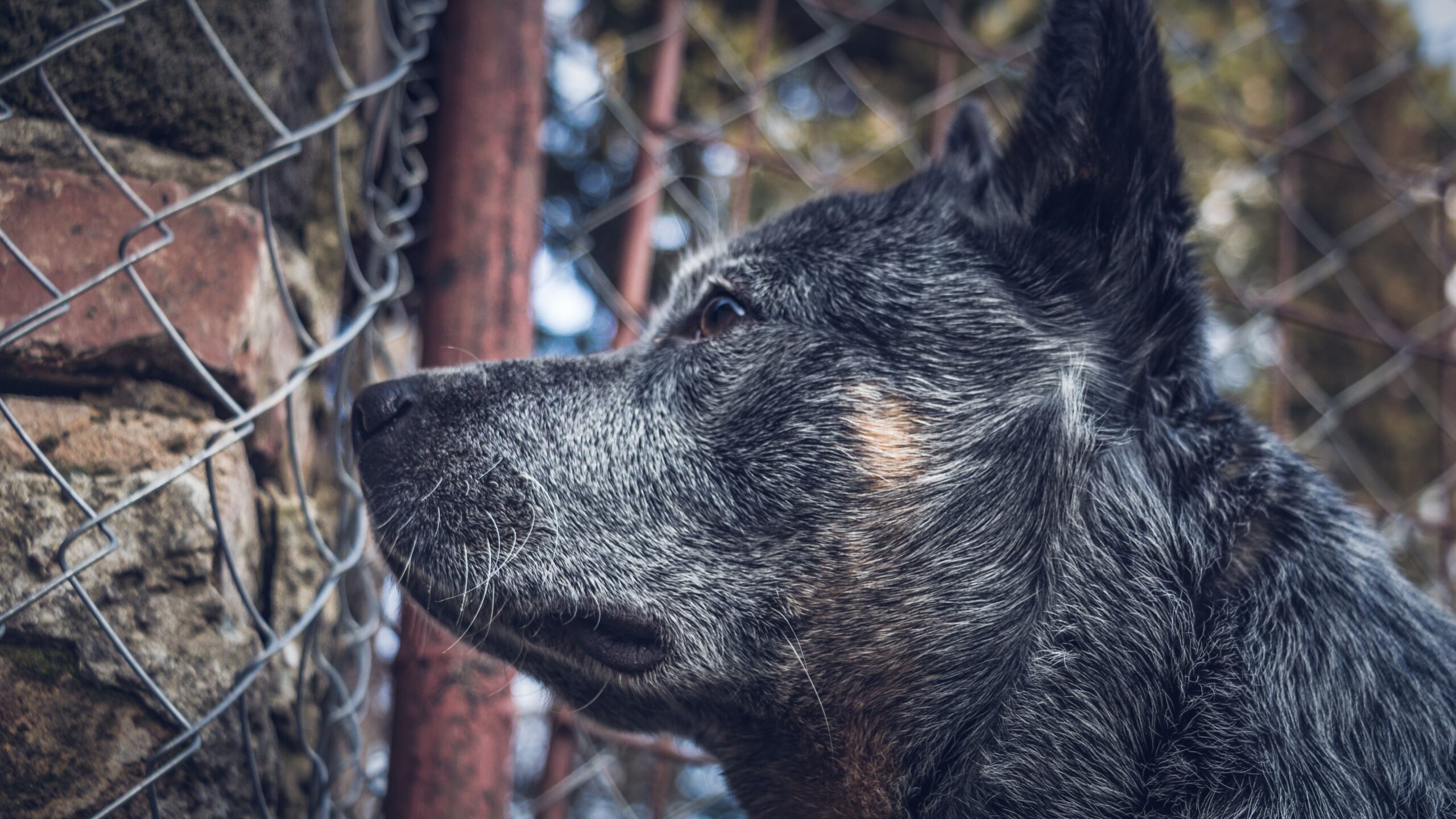 dysautonomia in dogs