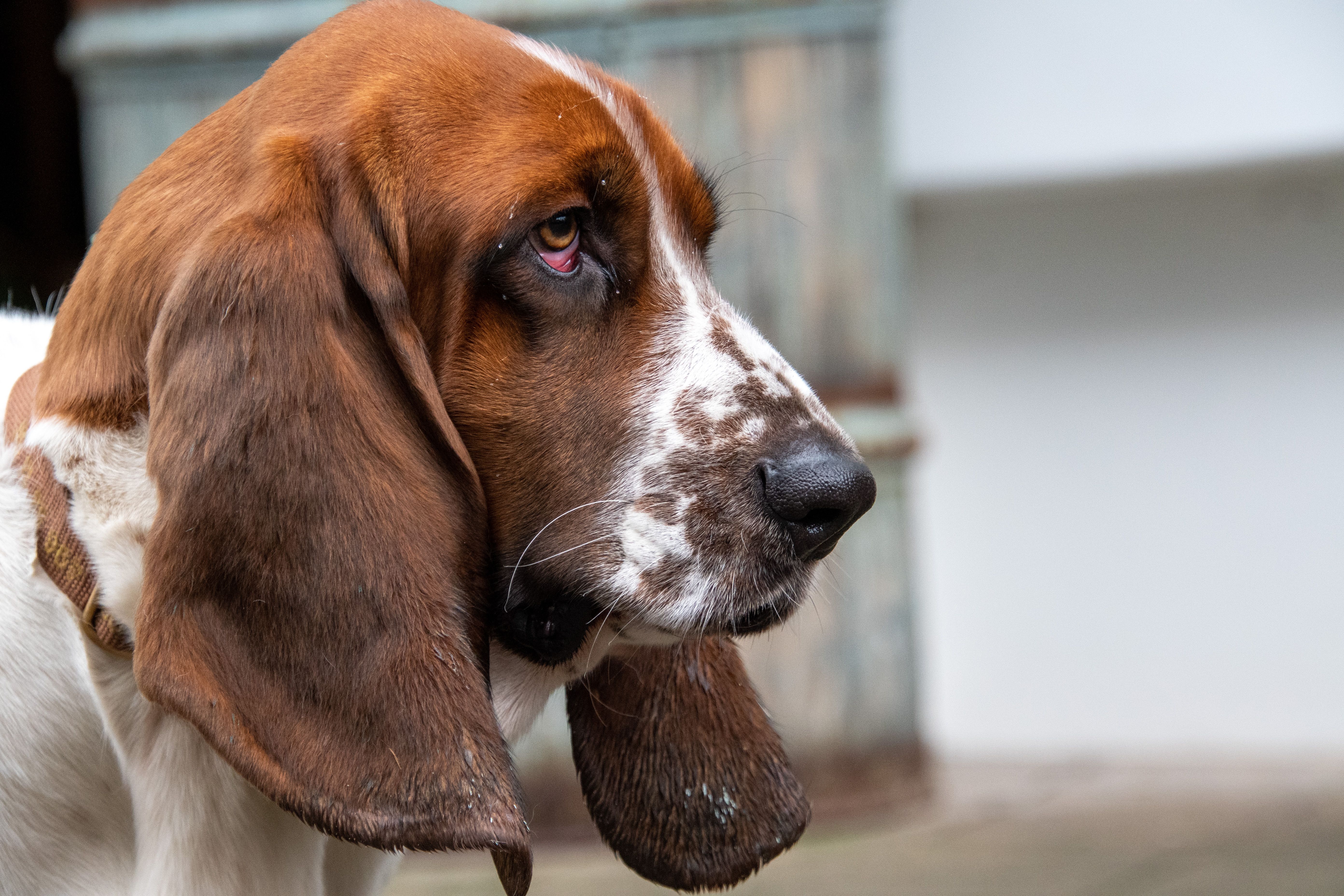 ectropion in dogs