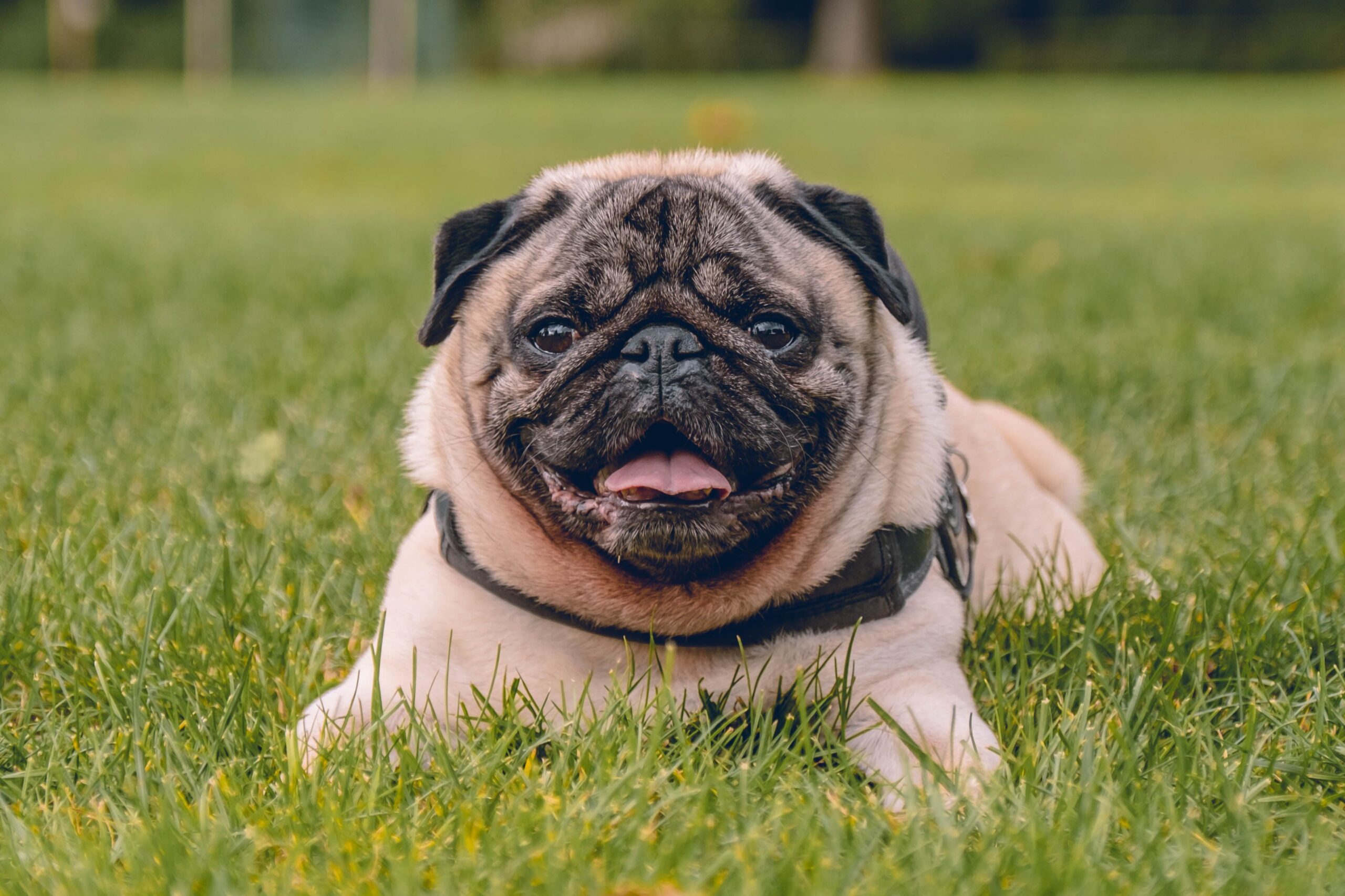 encephalitis in dogs