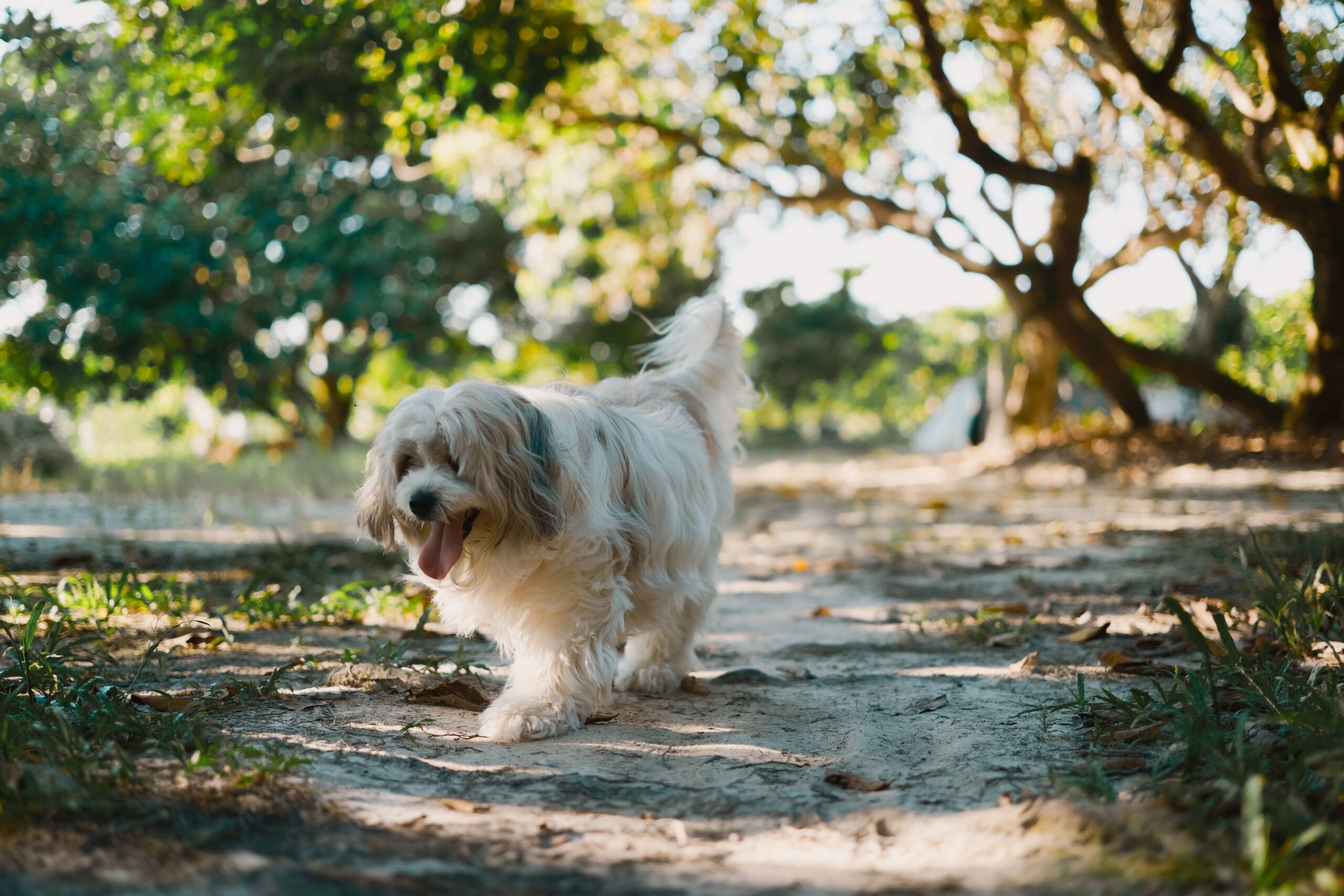 gastroparesis in dogs