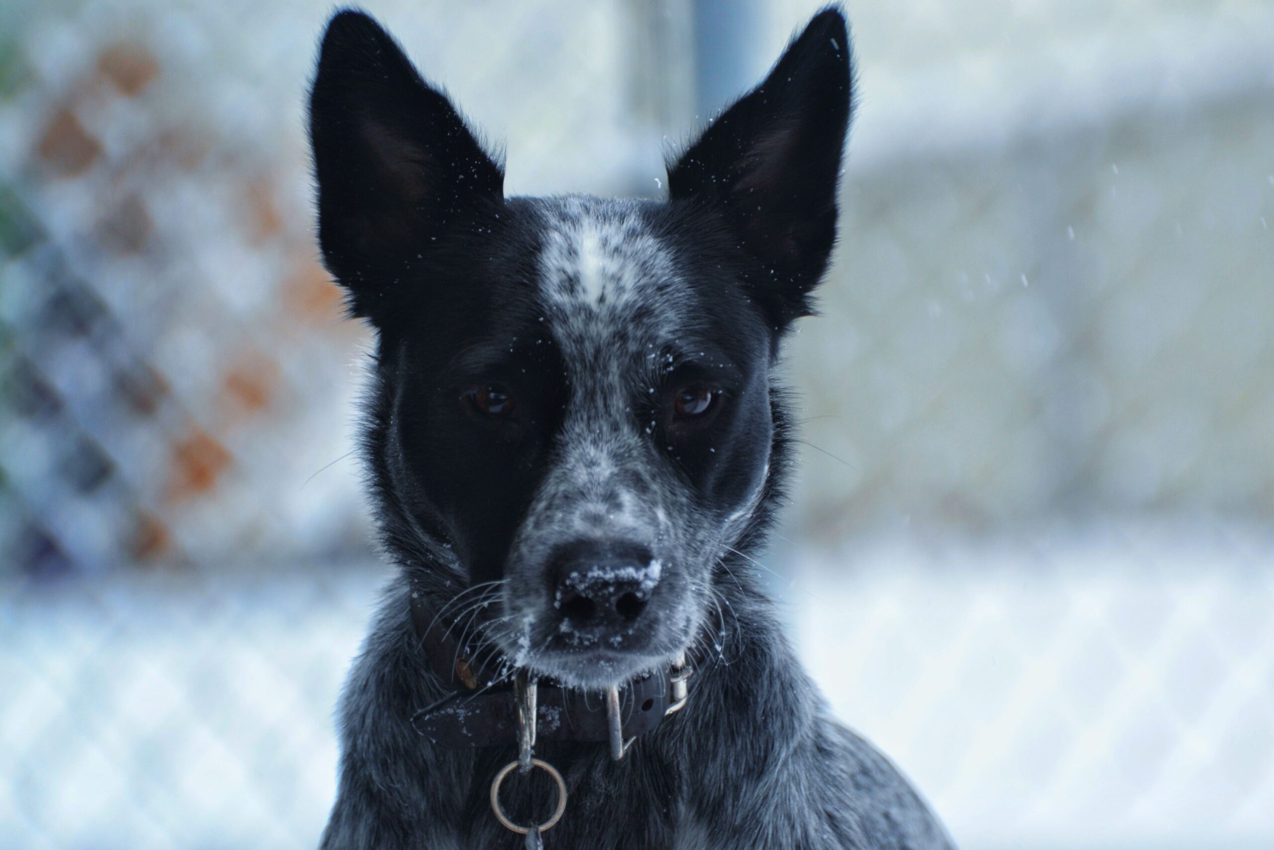 glomerulonephritis in dogs