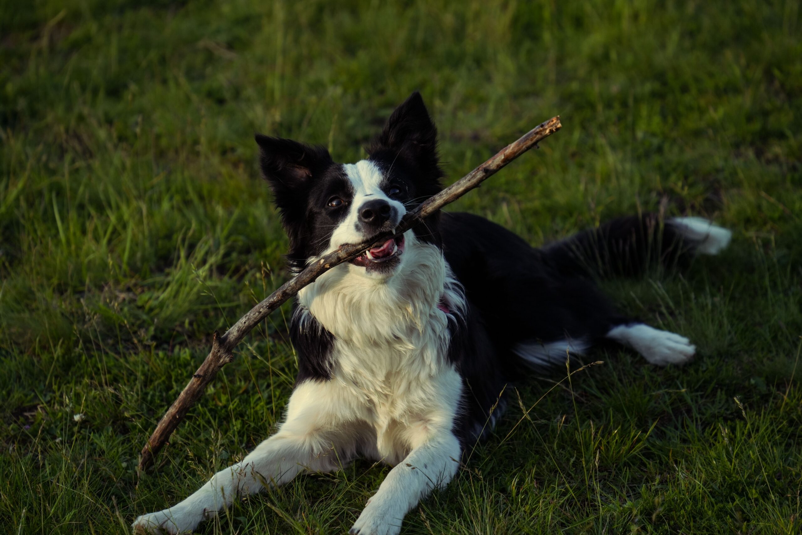 gme in dogs