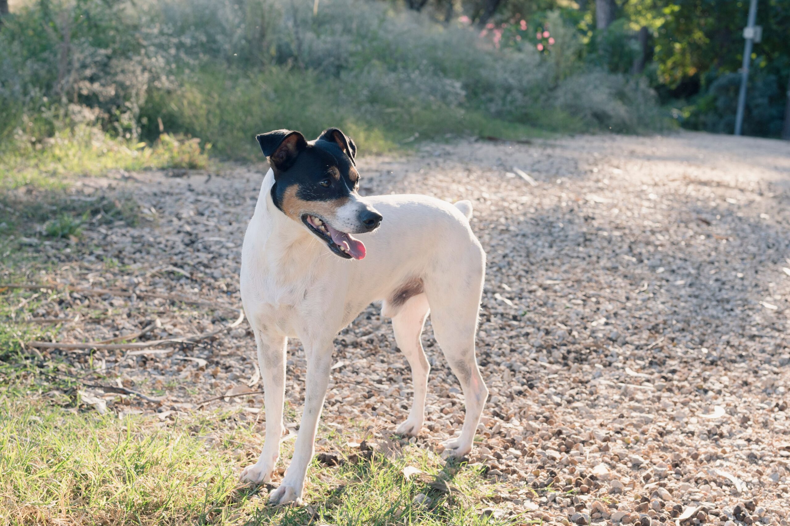 hepatic encephalopathy in dogs