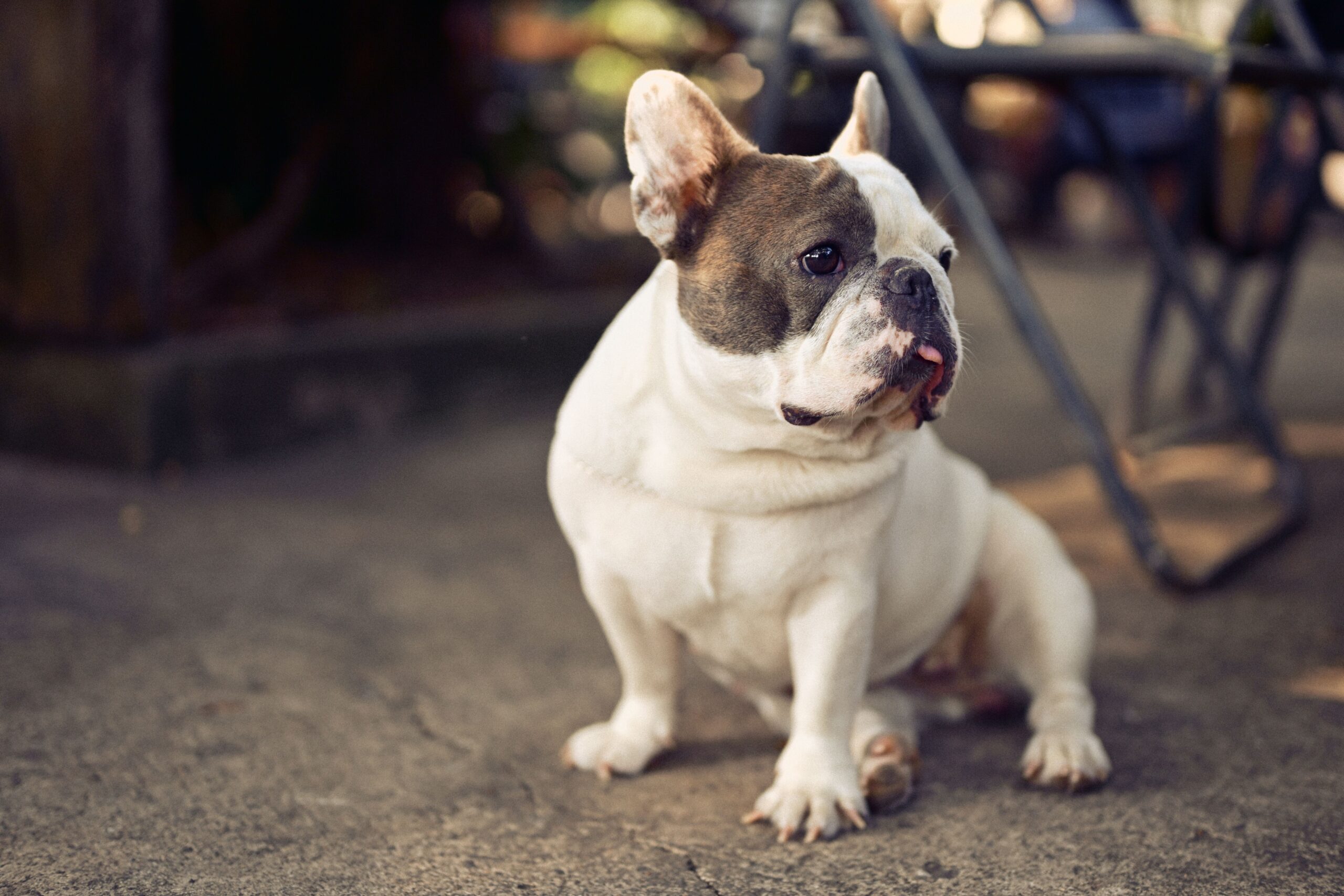 hiatal hernia dog