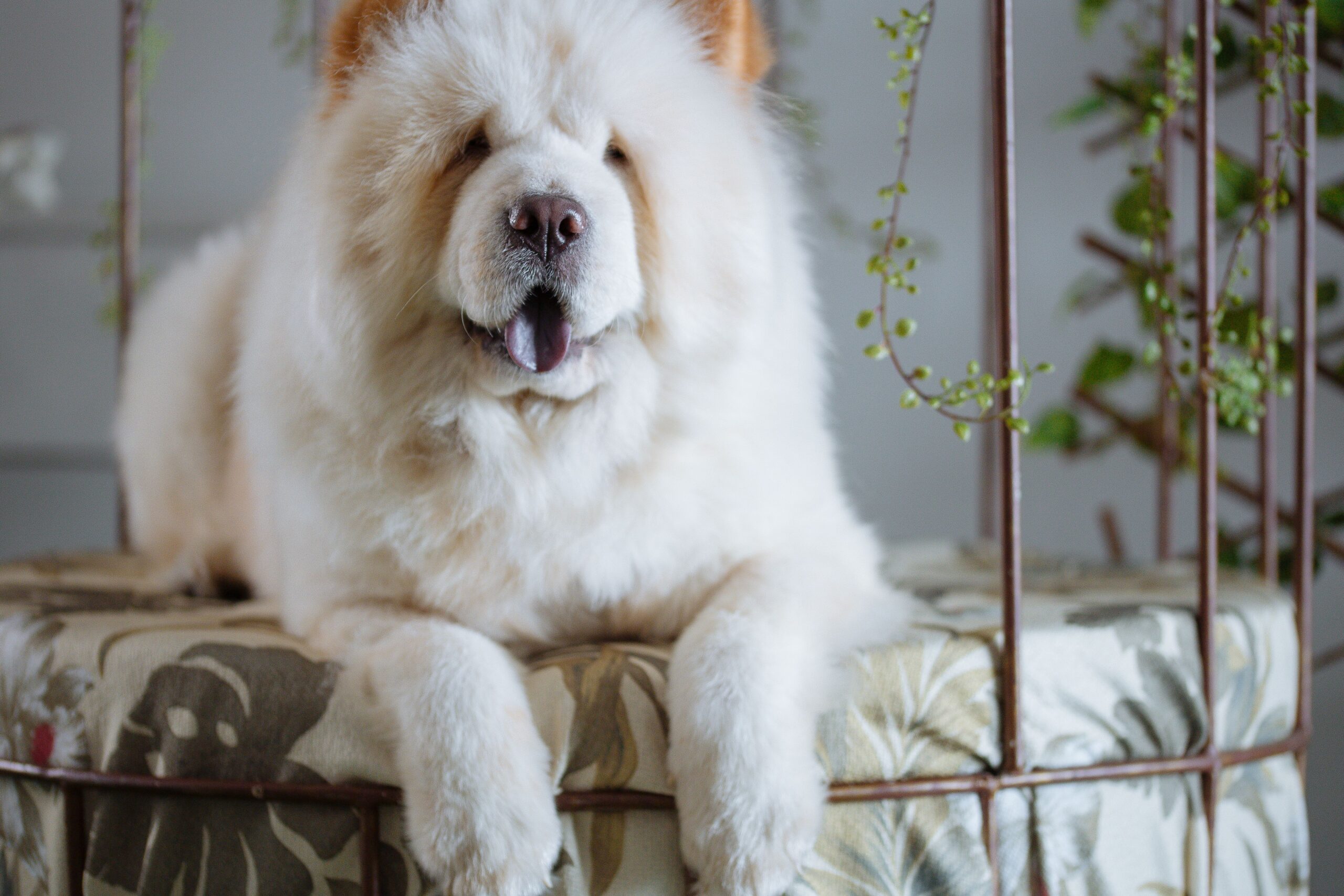 hypopyon dog