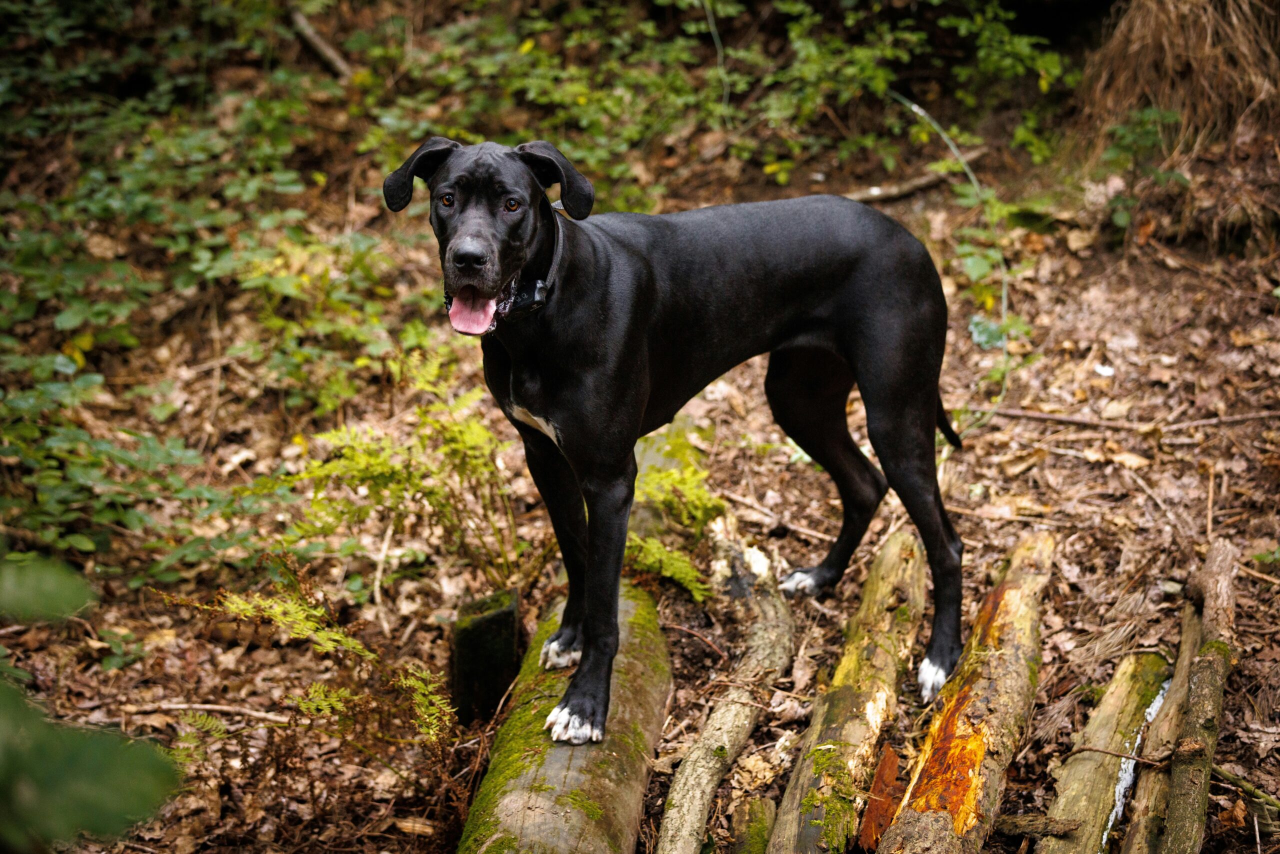 iris cyst dog
